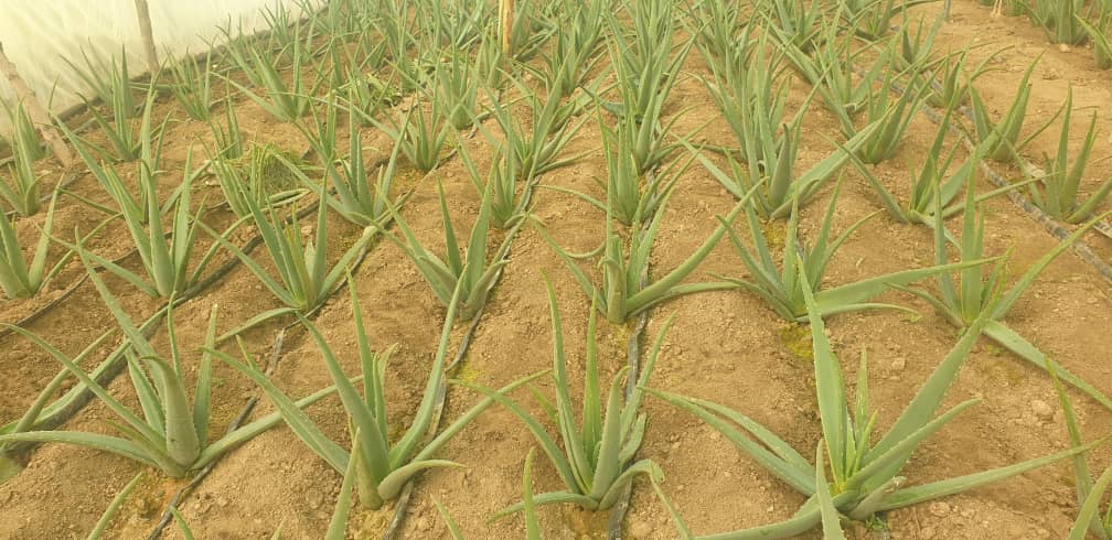 A woman cultivated Aloe Vera in Daikundi