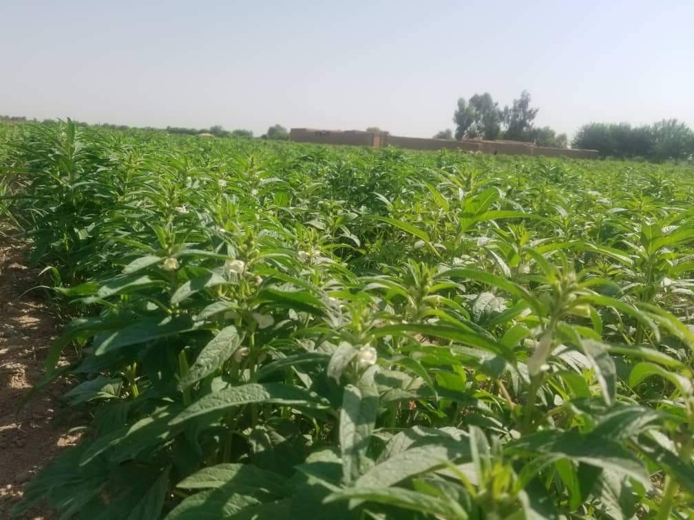 کونځلو کرکېلي ته د هلمندي بزګرانو لېوالتیا؛ سږ یې حاصلات ډېر شوي