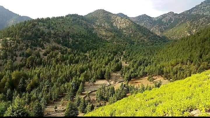 ۱۳۹۹یم مالي کال کې د پکتیکا د کرنې ریاست کړنې