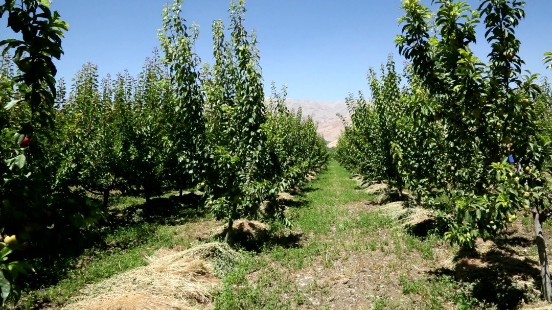 امسال ۵۶۰ جریب باغ جدید در پروان ساخته شده است