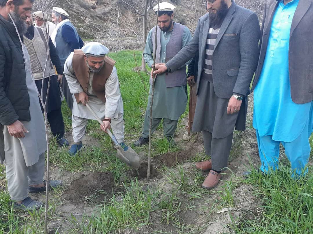 نورستان د لا زرغونتیا پر لور؛ سږ کال ۱۳۵ جریبه میوه لرونکي بڼونه جوړشوي دي