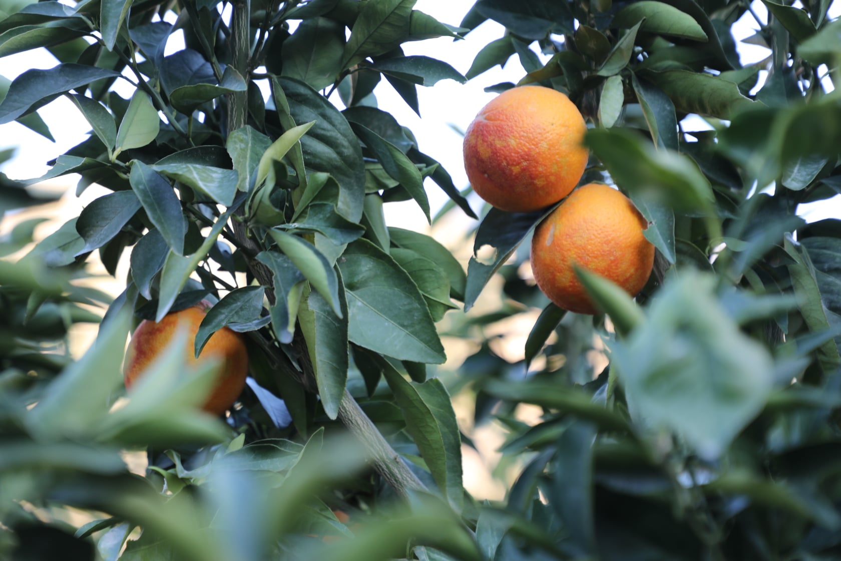 Clementine gardens in Kunar