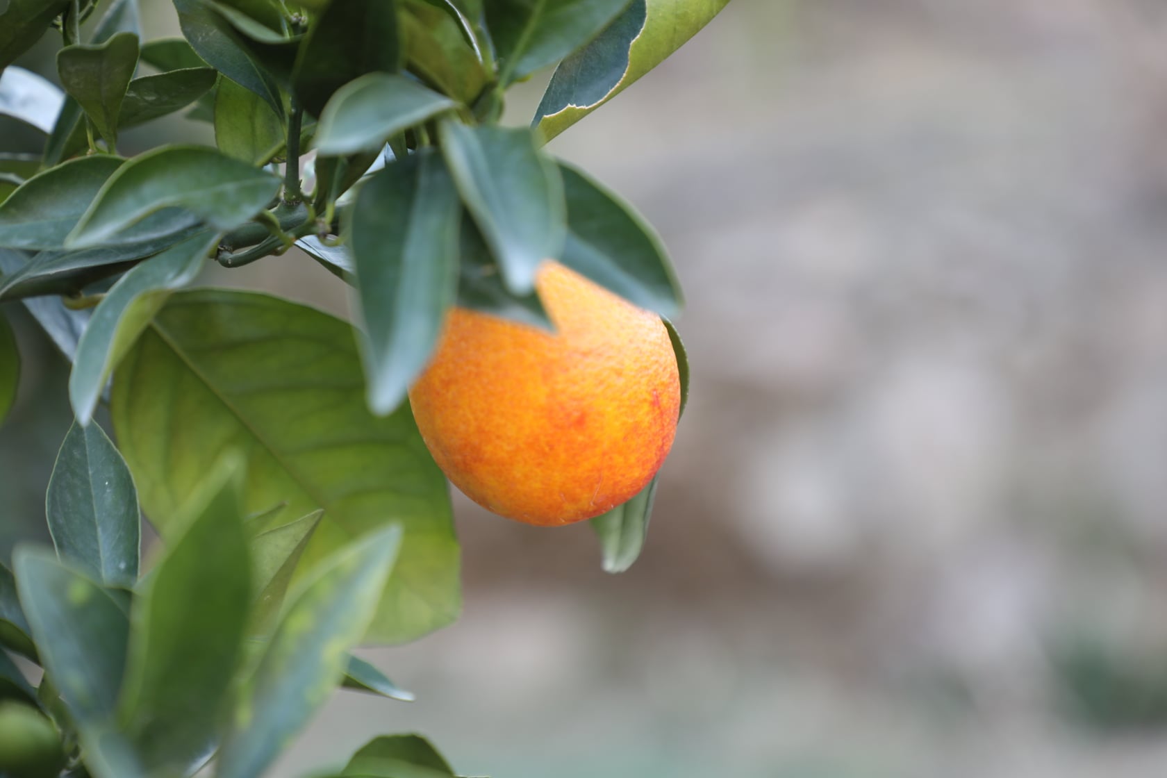 Clementine gardens in Kunar