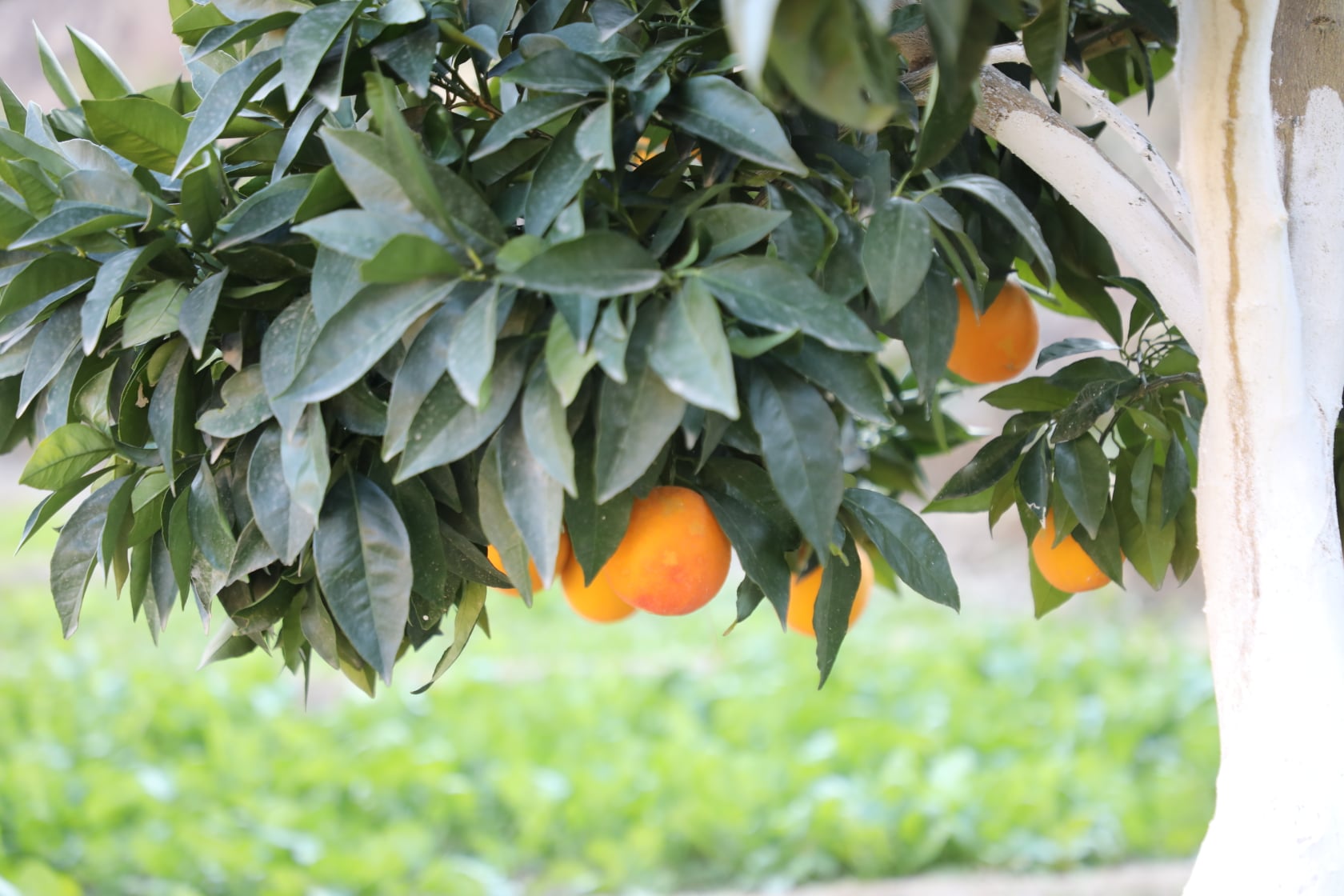 Clementine gardens in Kunar