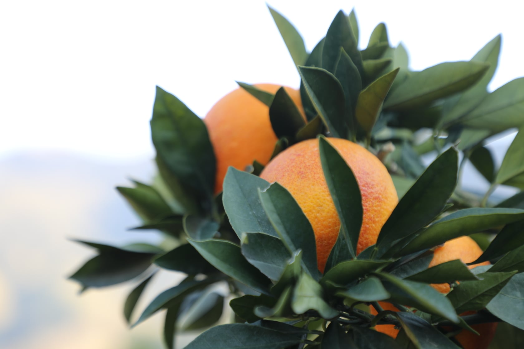 Clementine gardens in Kunar