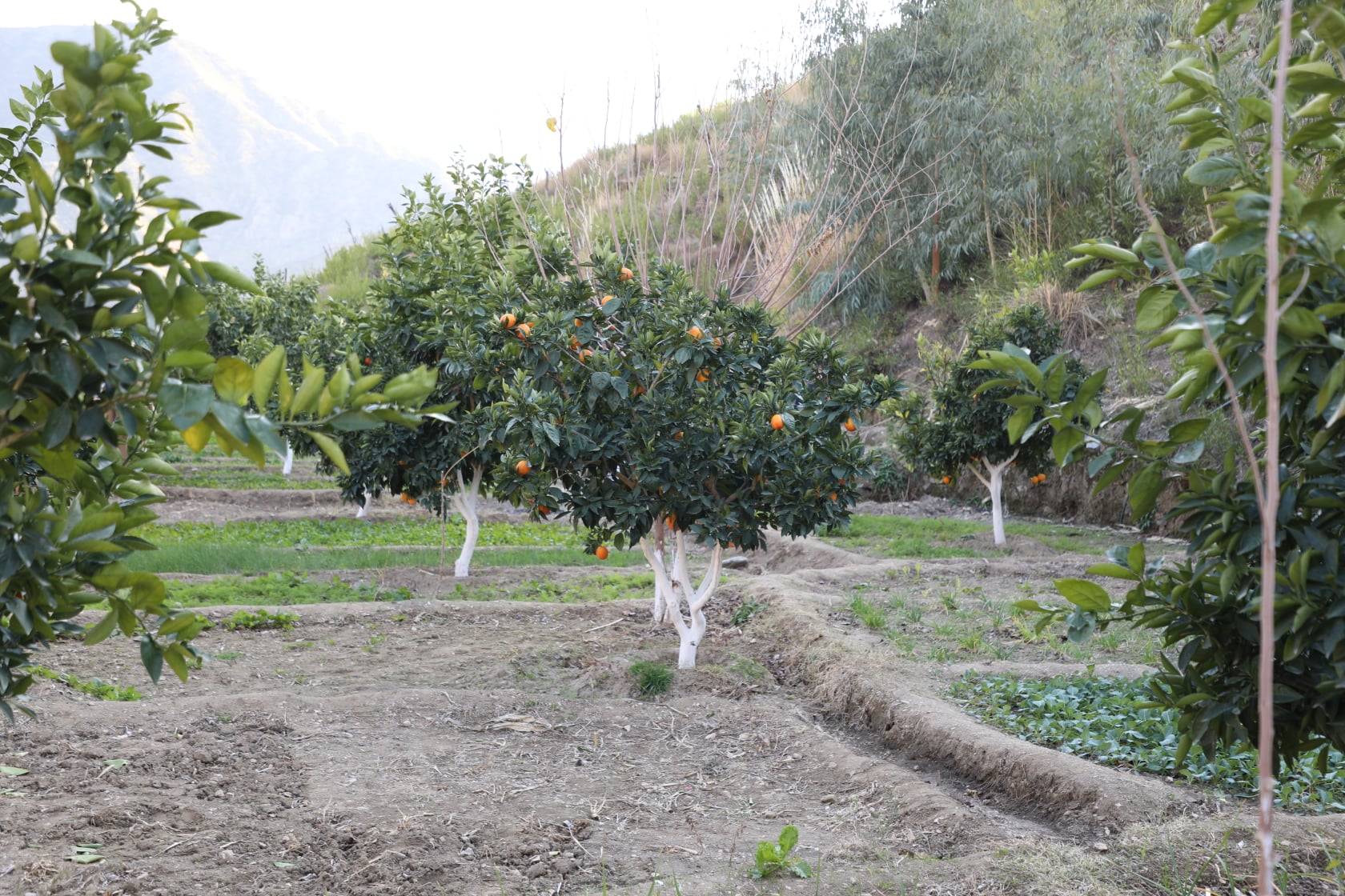 Clementine gardens in Kunar