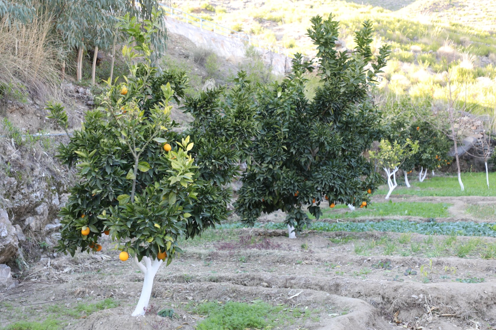 Clementine gardens in Kunar