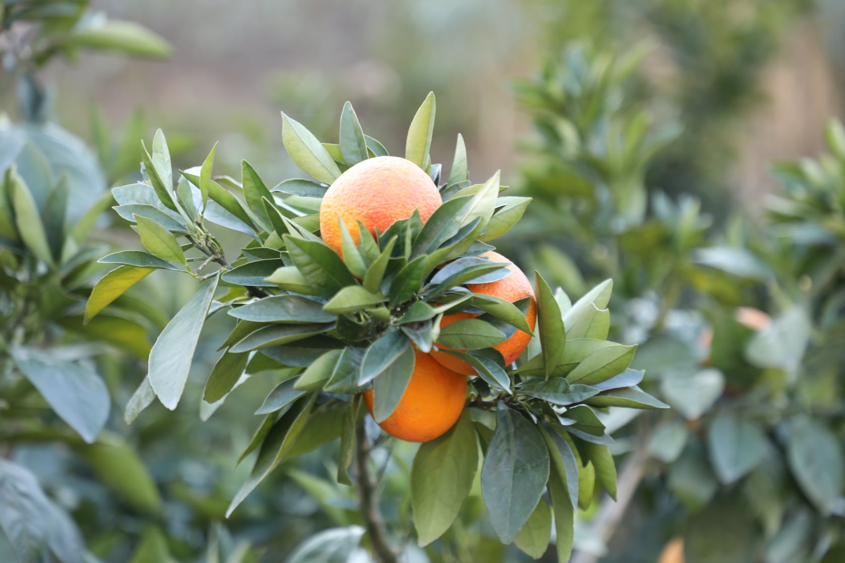 Clementine gardens in Kunar