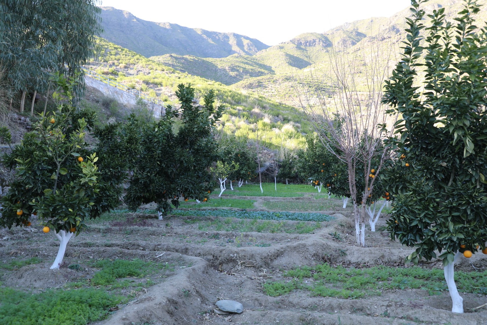 Clementine gardens in Kunar