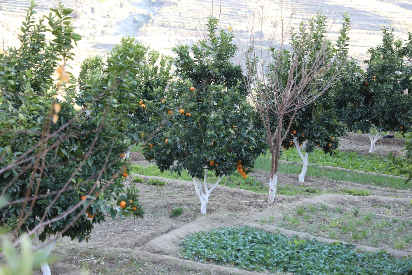 Clementine gardens in Kunar