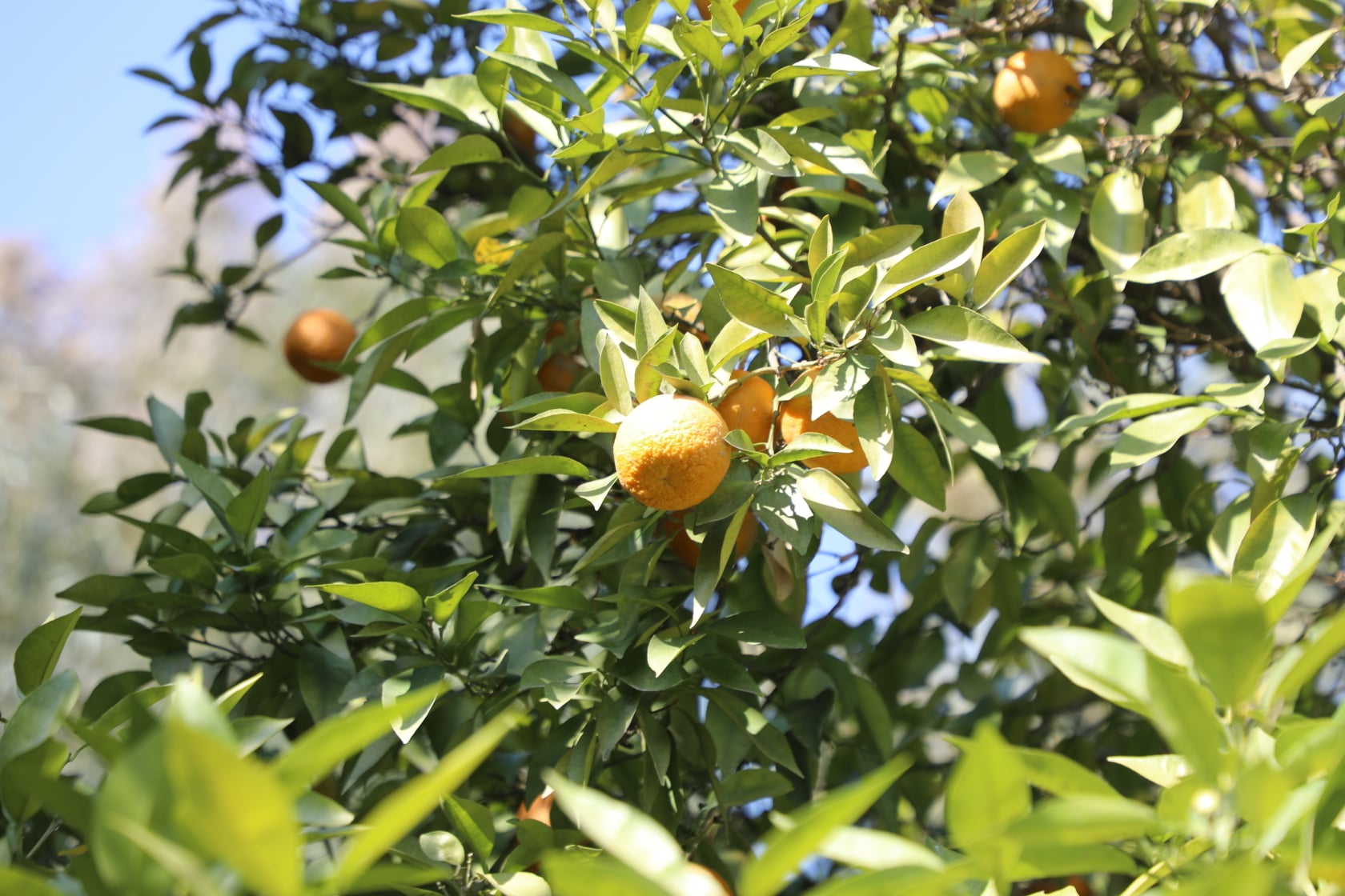 Orange of Laghman narrated by picture.