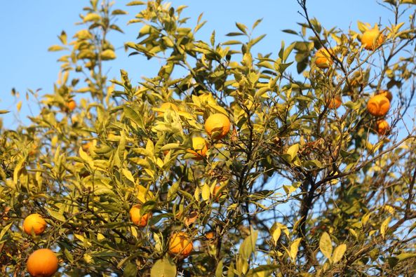 Orange of Laghman narrated by picture.