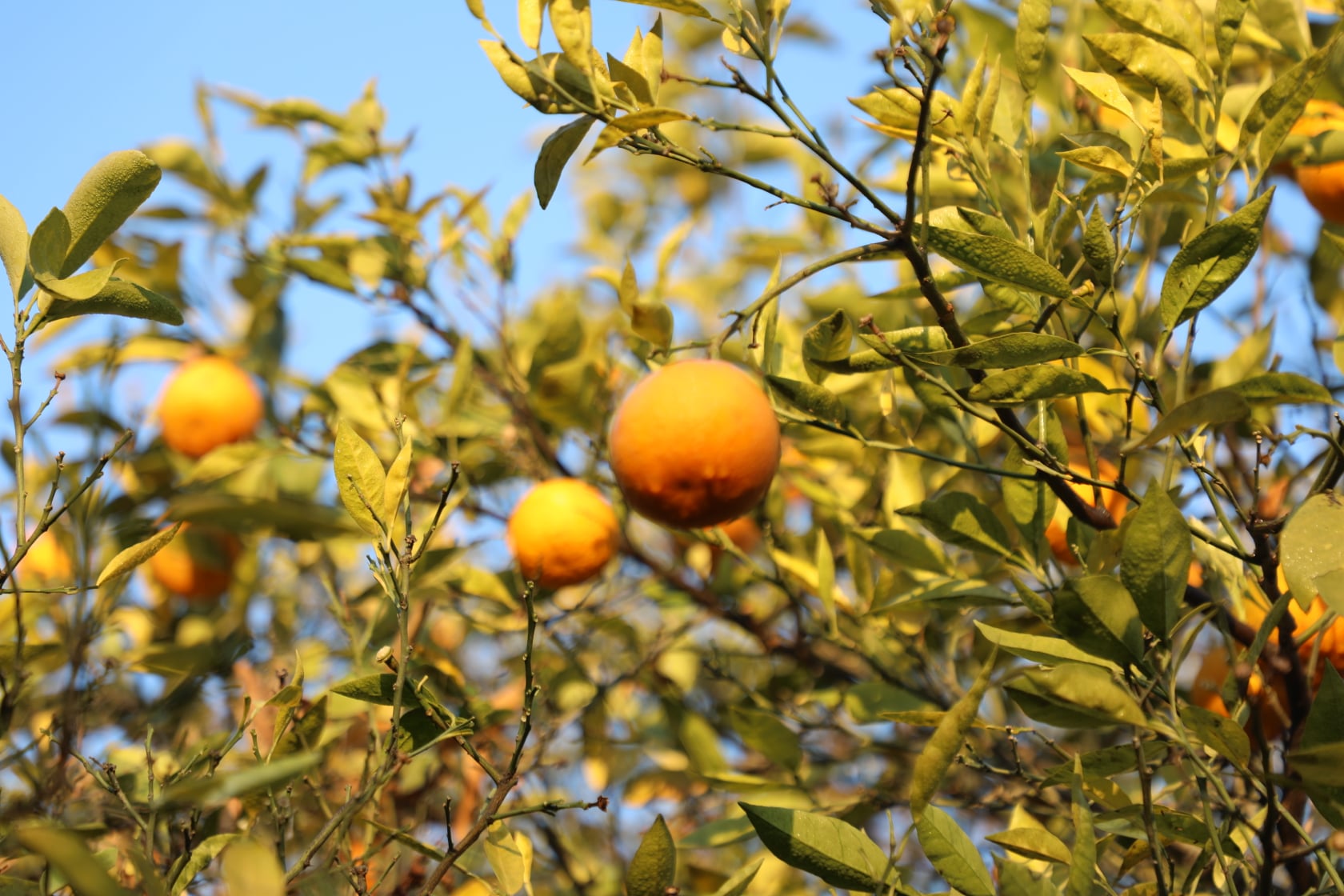 Orange of Laghman narrated by picture.