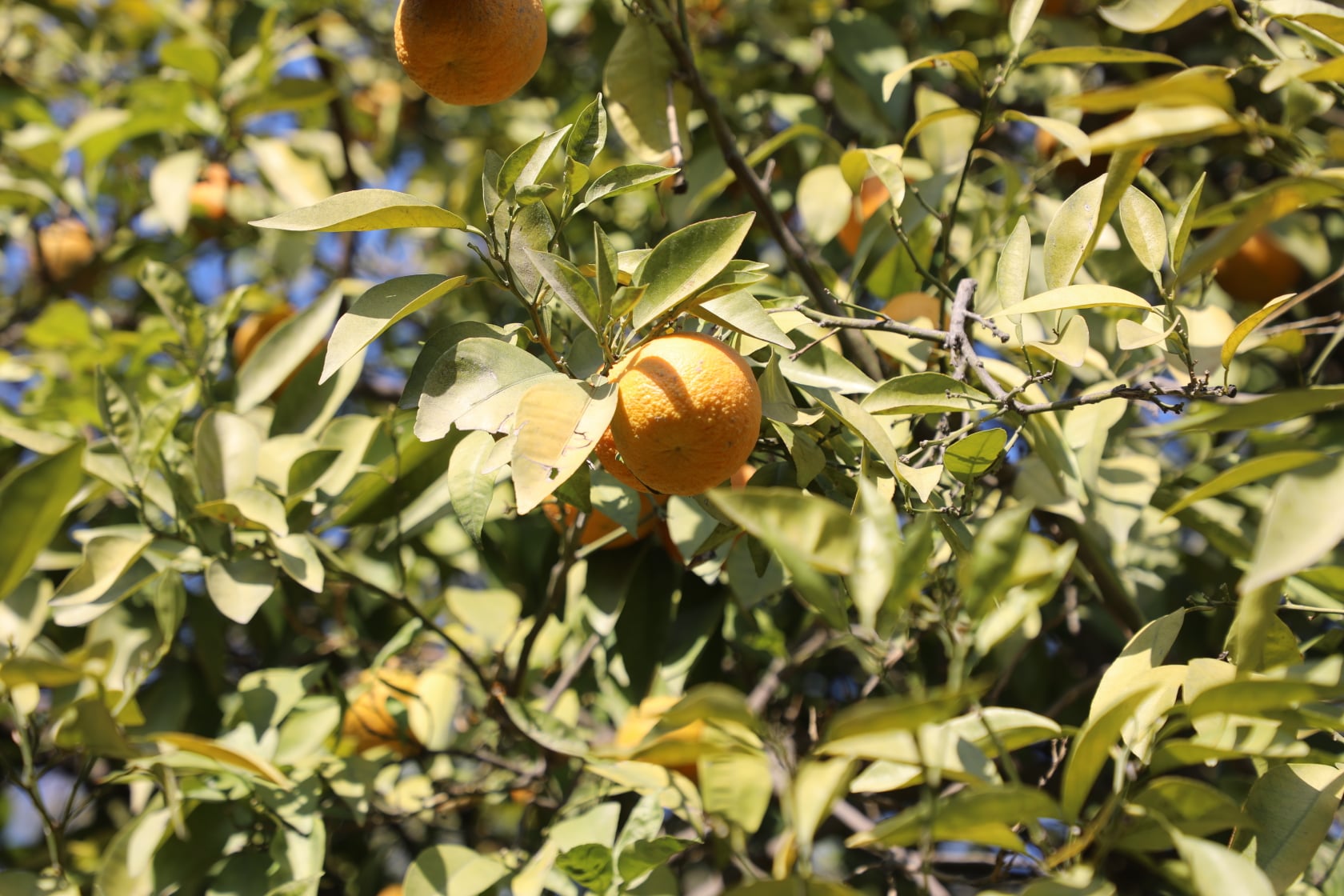 Orange of Laghman narrated by picture.