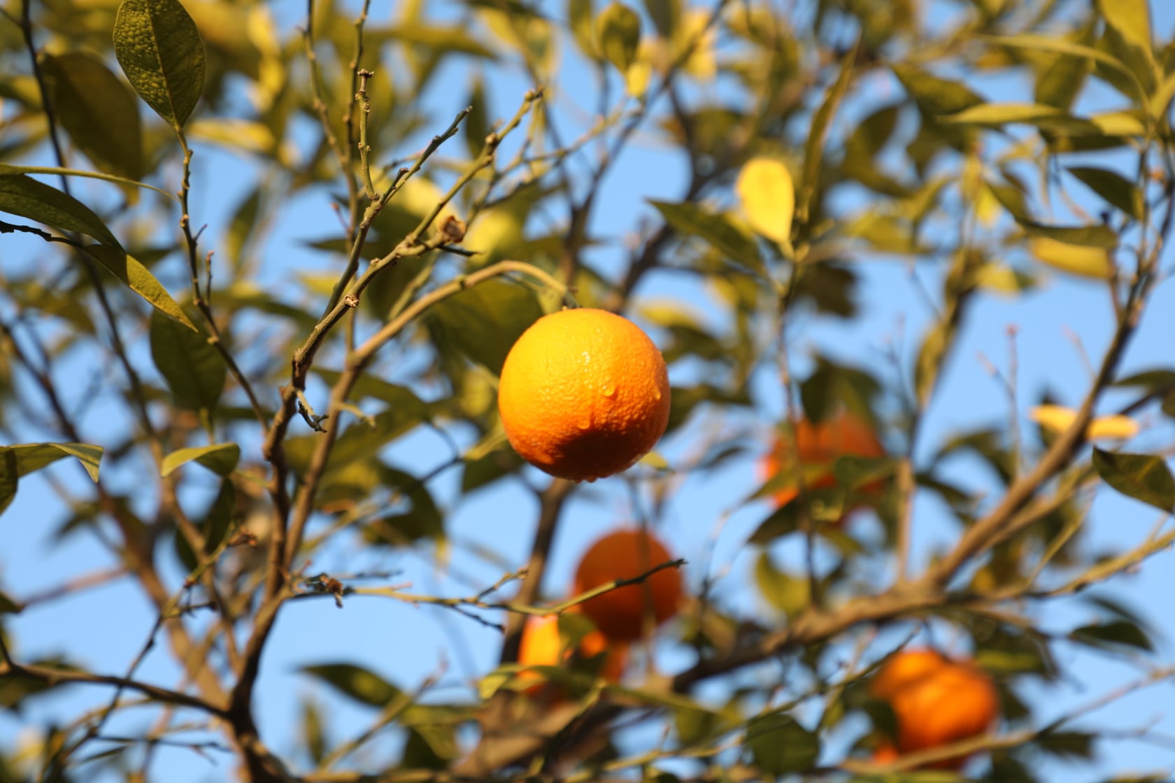 Orange of Laghman narrated by picture.