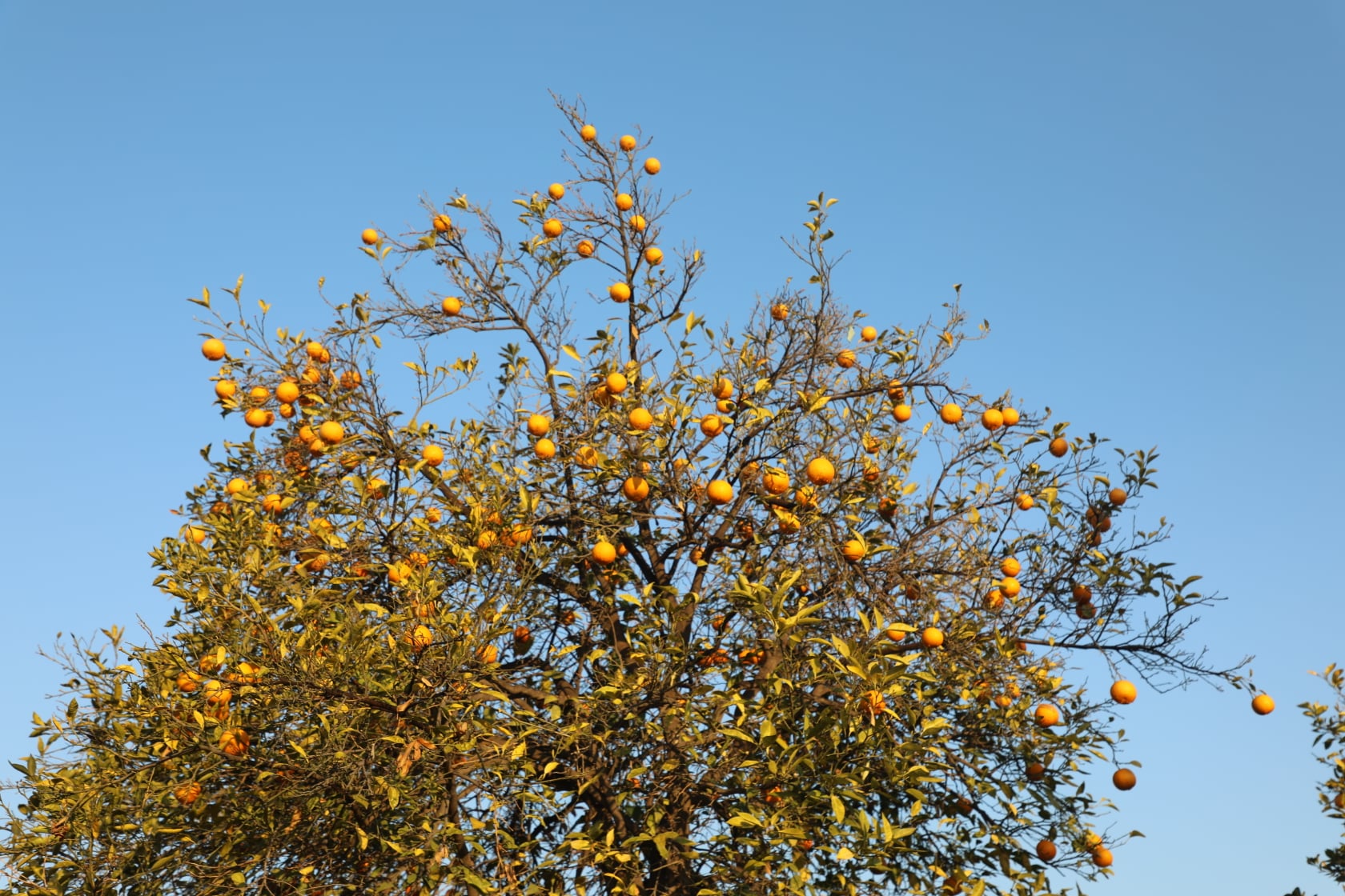 Orange of Laghman narrated by picture.