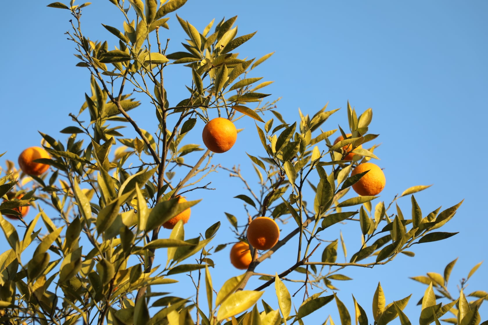 Orange of Laghman narrated by picture.