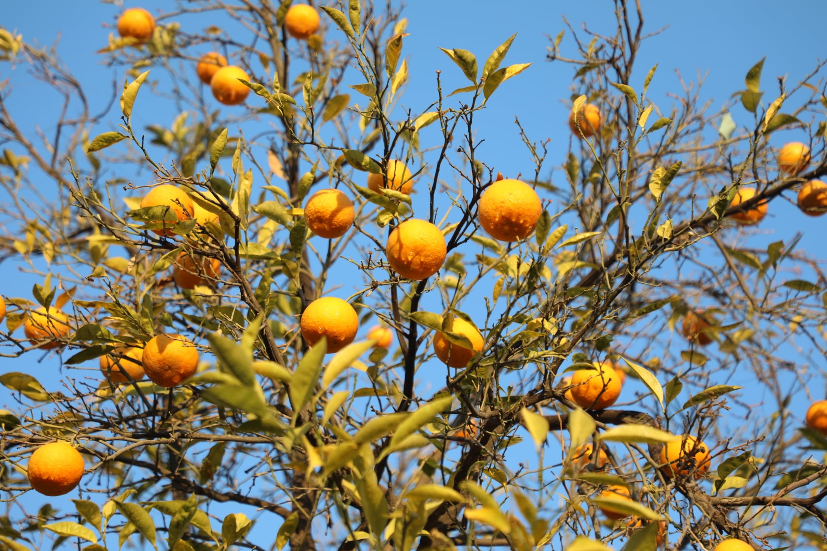 Orange of Laghman narrated by picture.