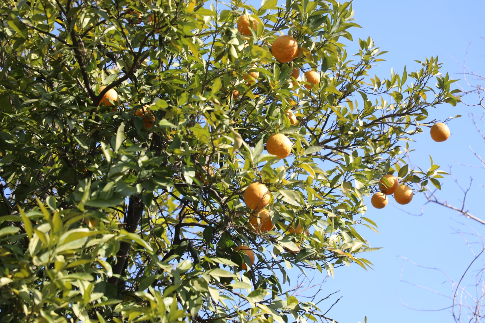 Orange of Laghman narrated by picture.