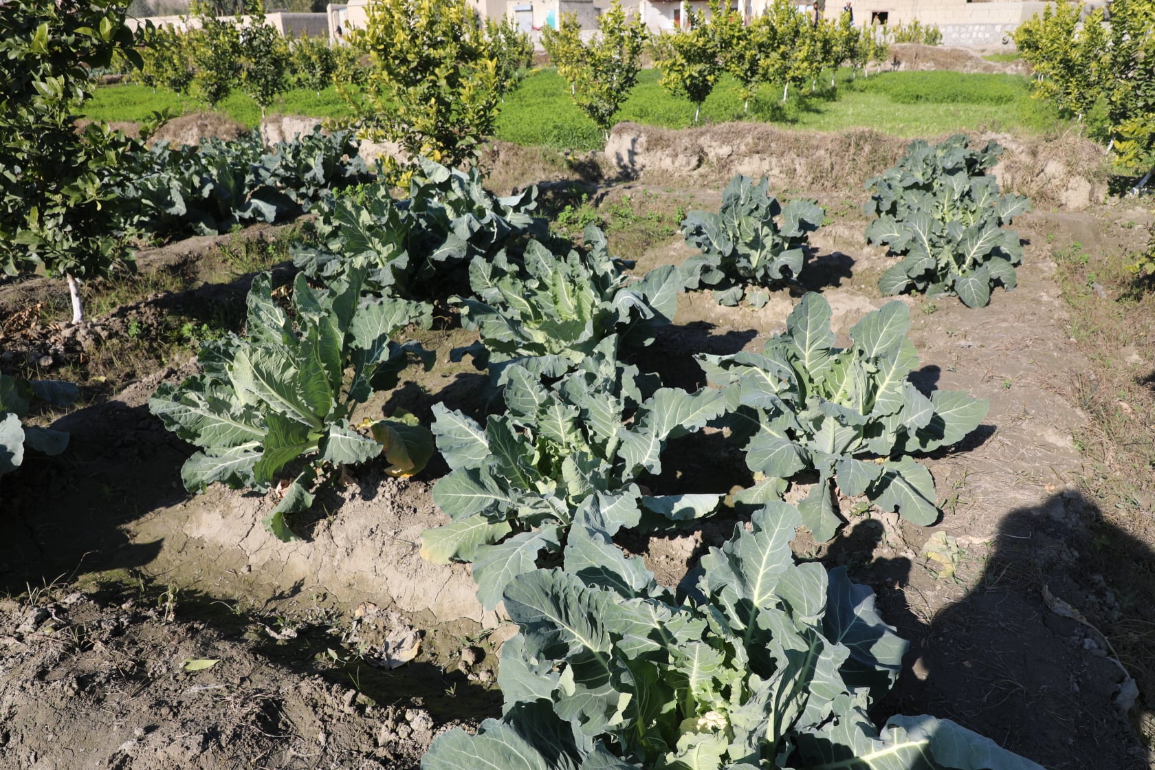 Cauliflower's farms in Kama district of Nangarhar province