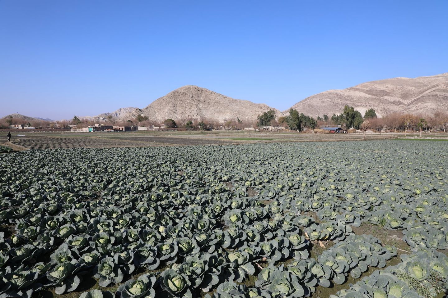 Cauliflower's farms in Kama district of Nangarhar province