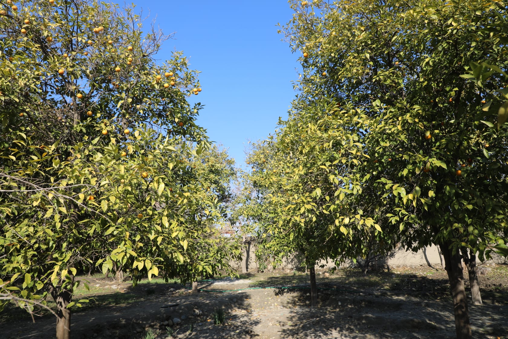 Orange of Laghman narrated by picture.