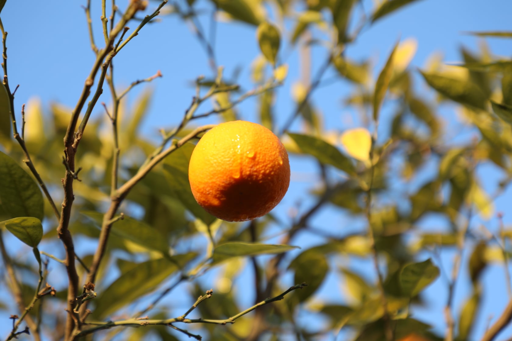 Orange of Laghman narrated by picture.