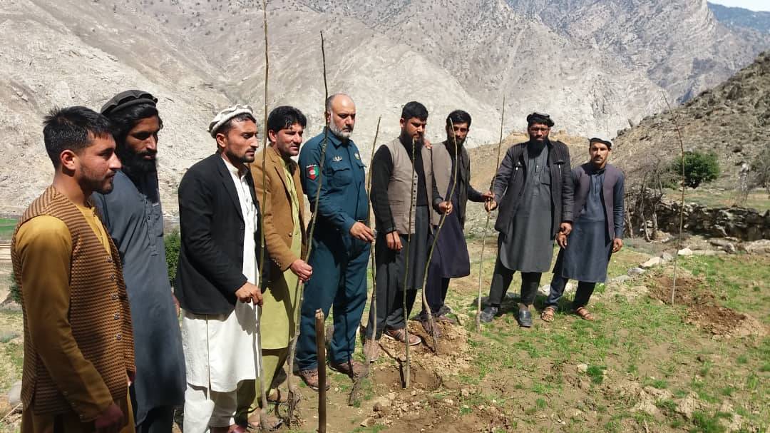 کونړ کې د ځنګلونو د بیارغونې او پراختیا په پار هڅې چټکي شوي