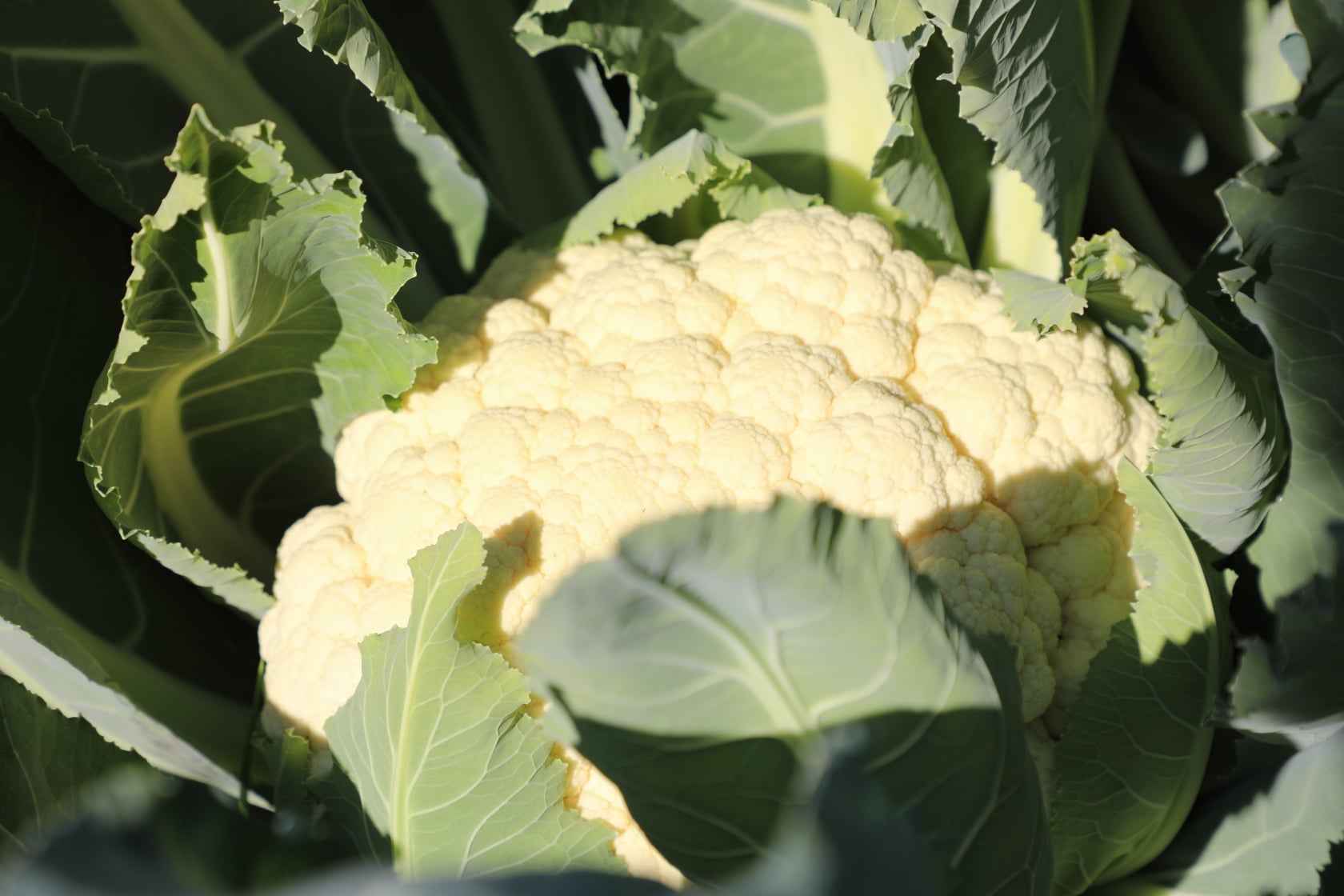 Cauliflower's farms in Kama district of Nangarhar province