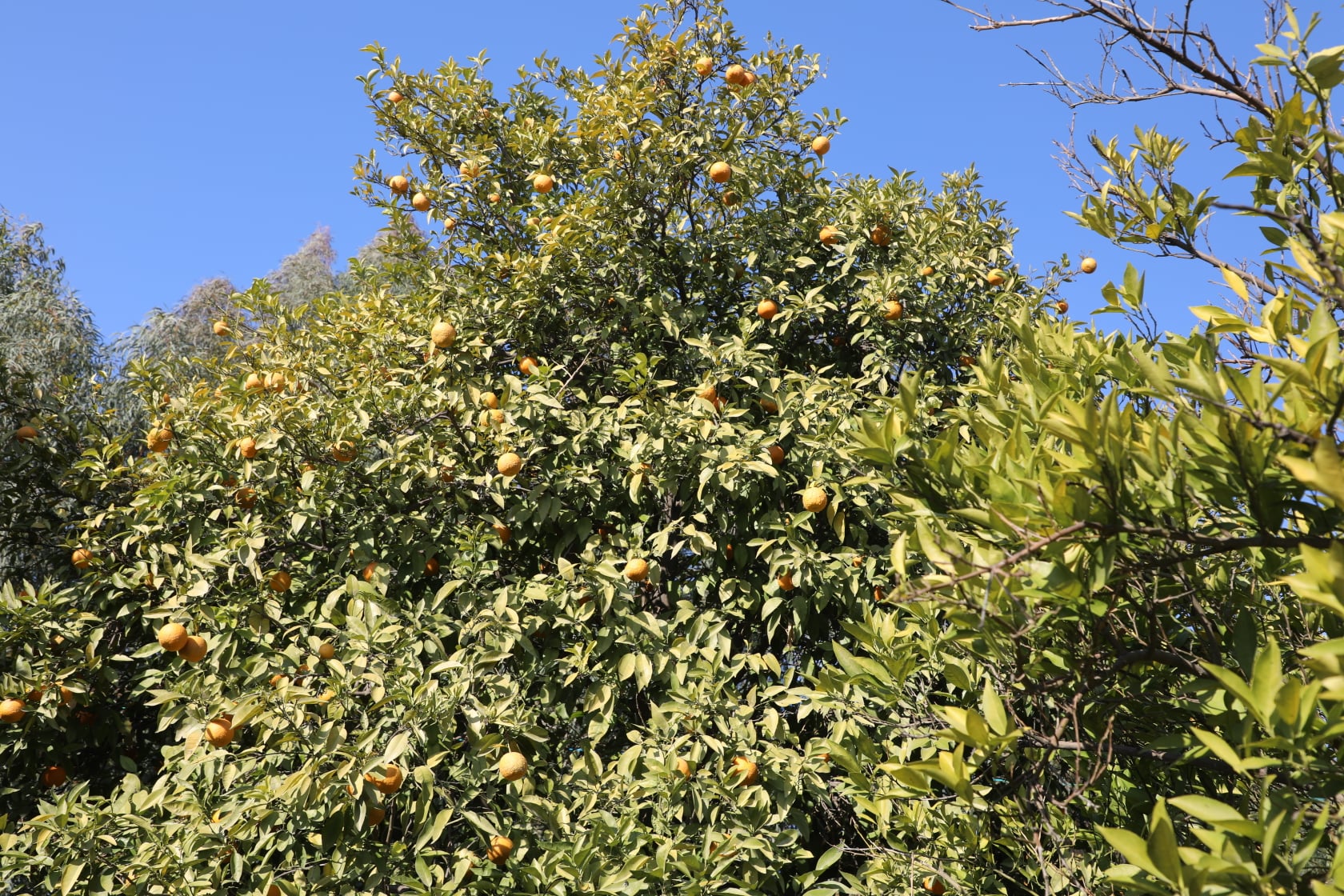 Orange of Laghman narrated by picture.