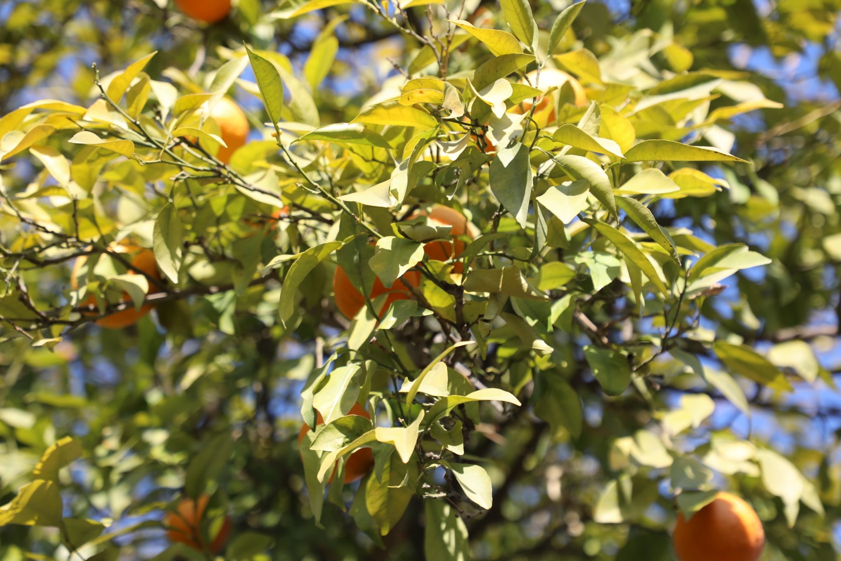 Orange of Laghman narrated by picture.