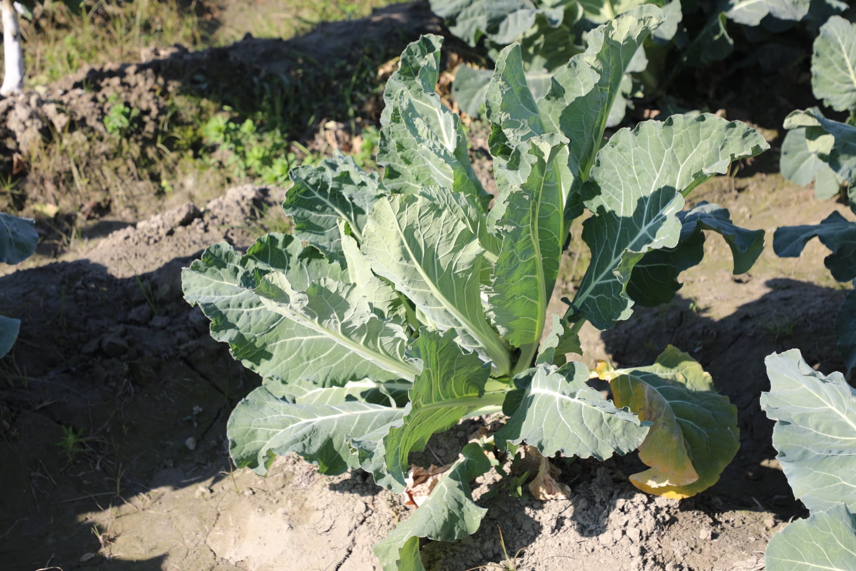 Cauliflower's farms in Kama district of Nangarhar province