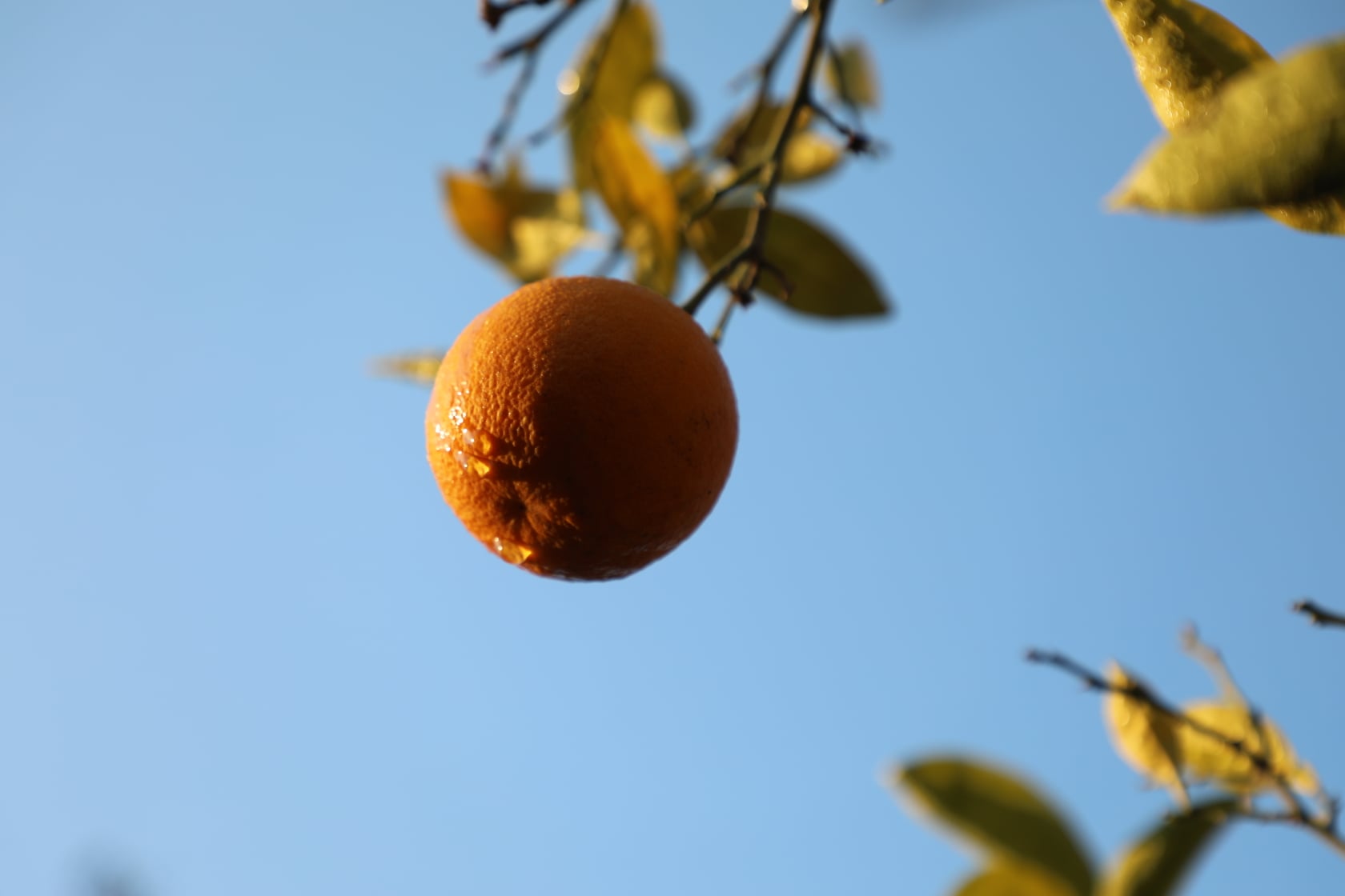 Orange of Laghman narrated by picture.