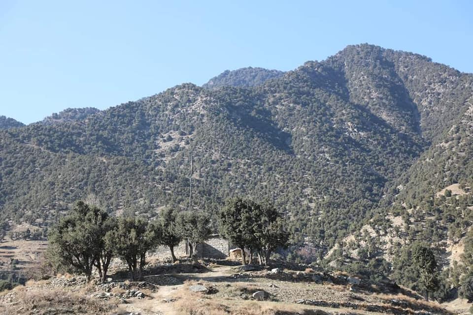 د ځنګلونو له بیارغونې د طبي بوټو ترکرکېلي