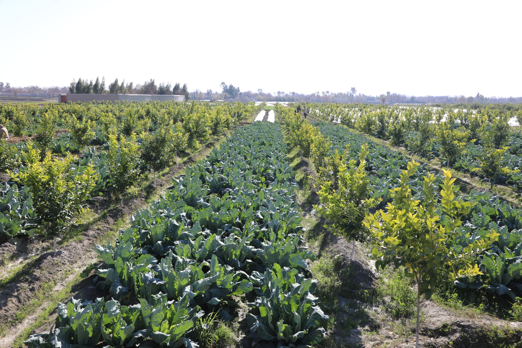 Cauliflower's farms in Kama district of Nangarhar province