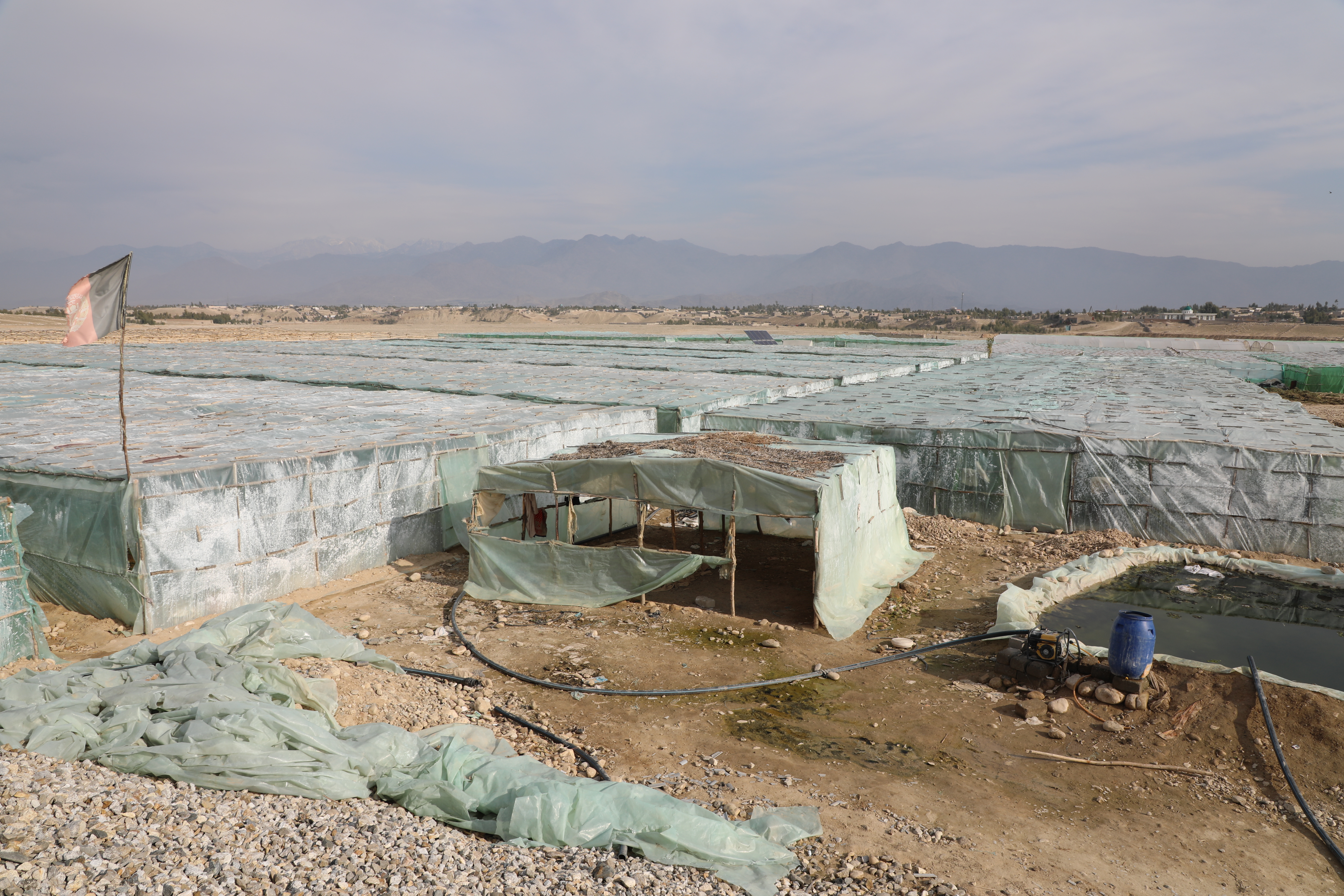 Greenhouses of tomatoes in capital of Laghman Province