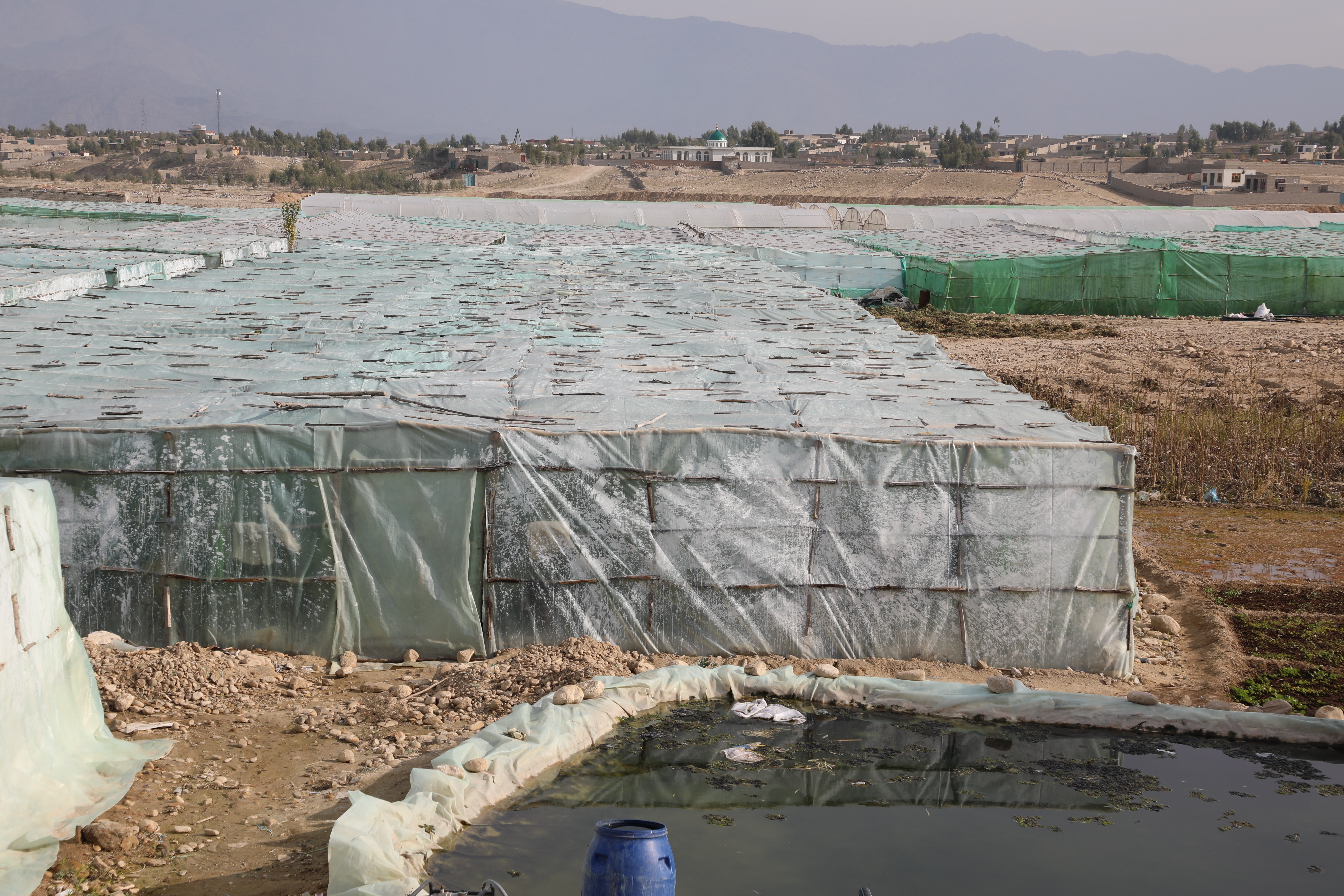 Greenhouses of tomatoes in capital of Laghman Province