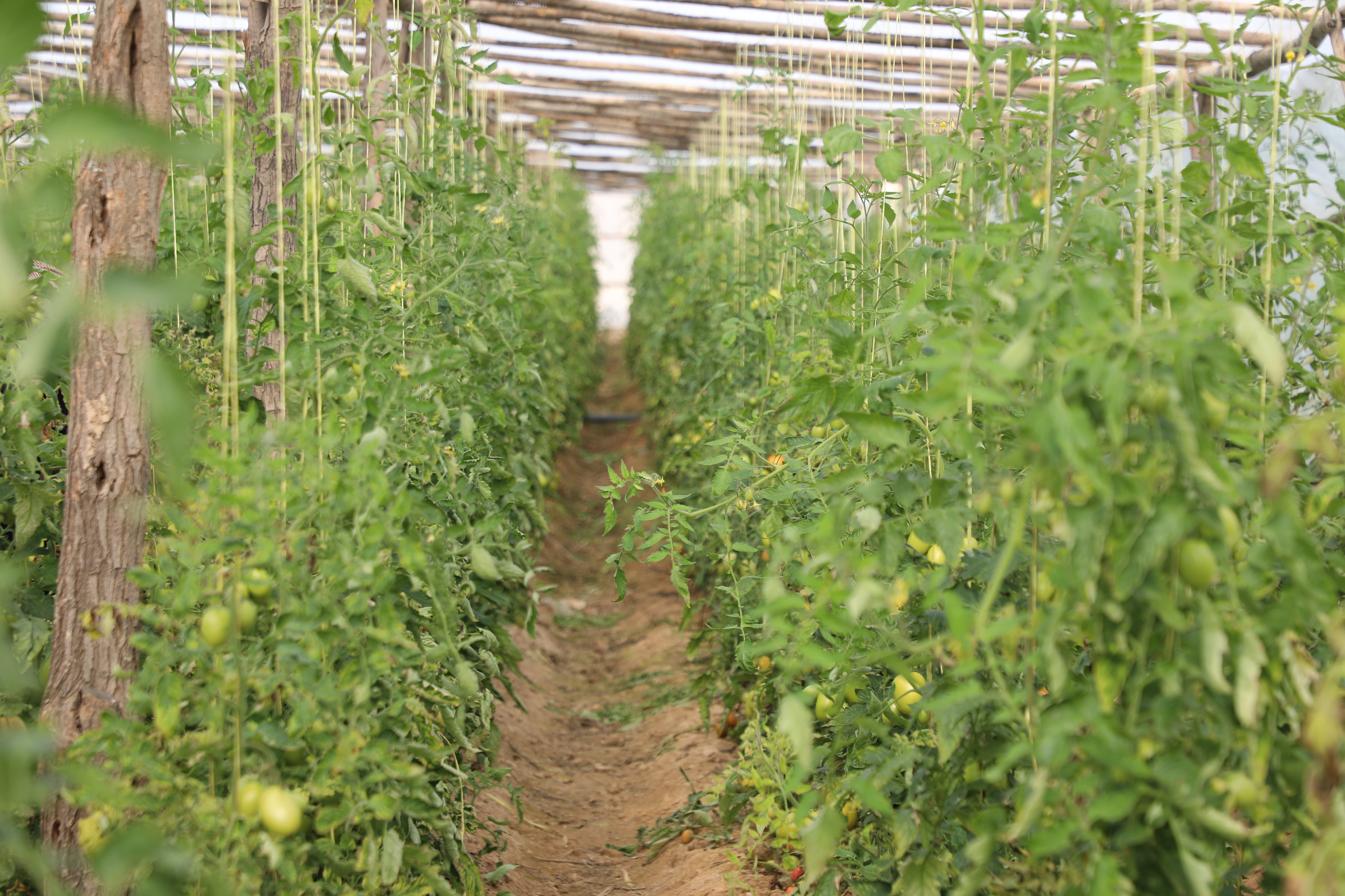 Greenhouses of tomatoes in capital of Laghman Province