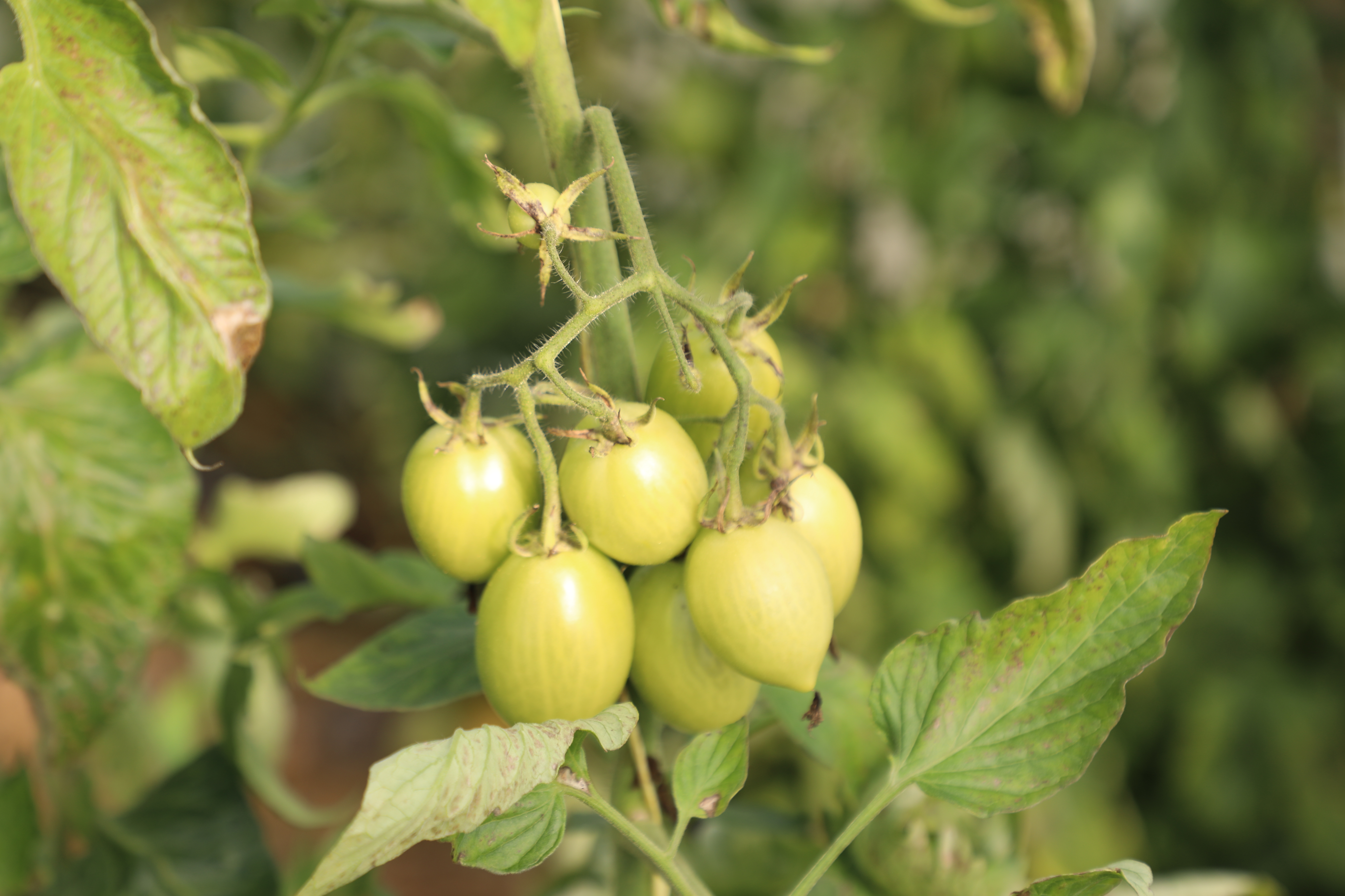 Greenhouses of tomatoes in capital of Laghman Province