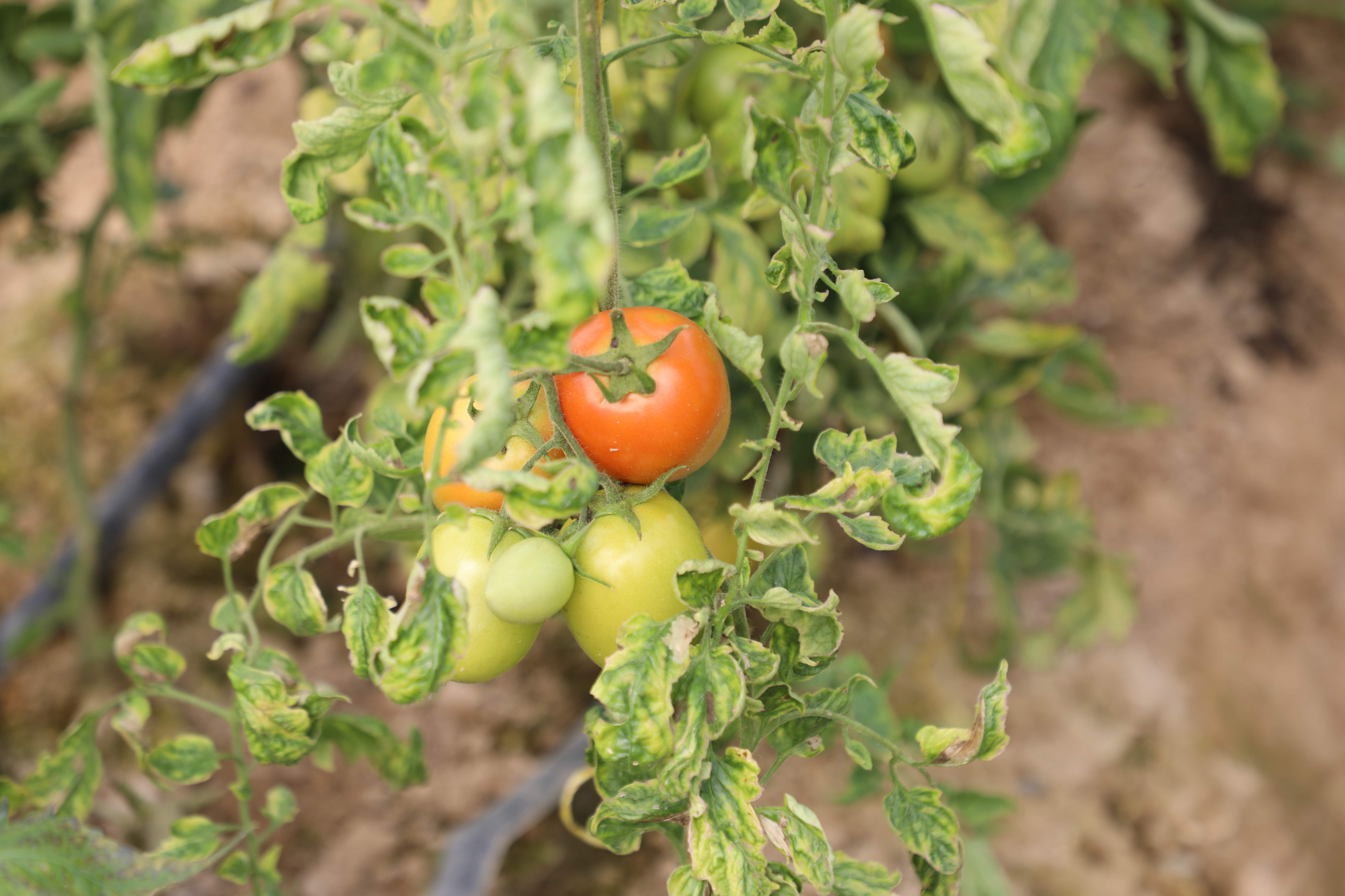 Greenhouses of tomatoes in capital of Laghman Province