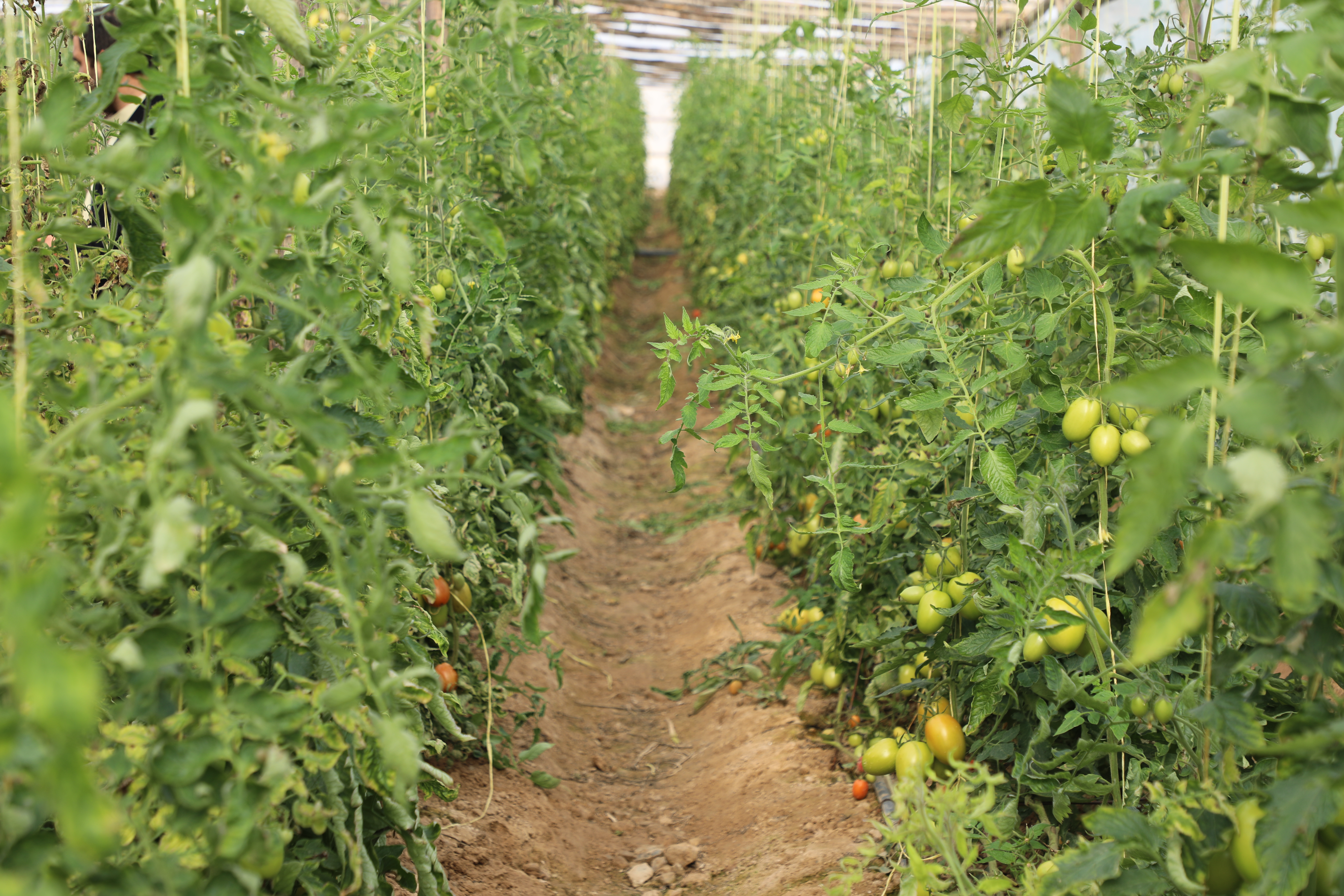 Greenhouses of tomatoes in capital of Laghman Province