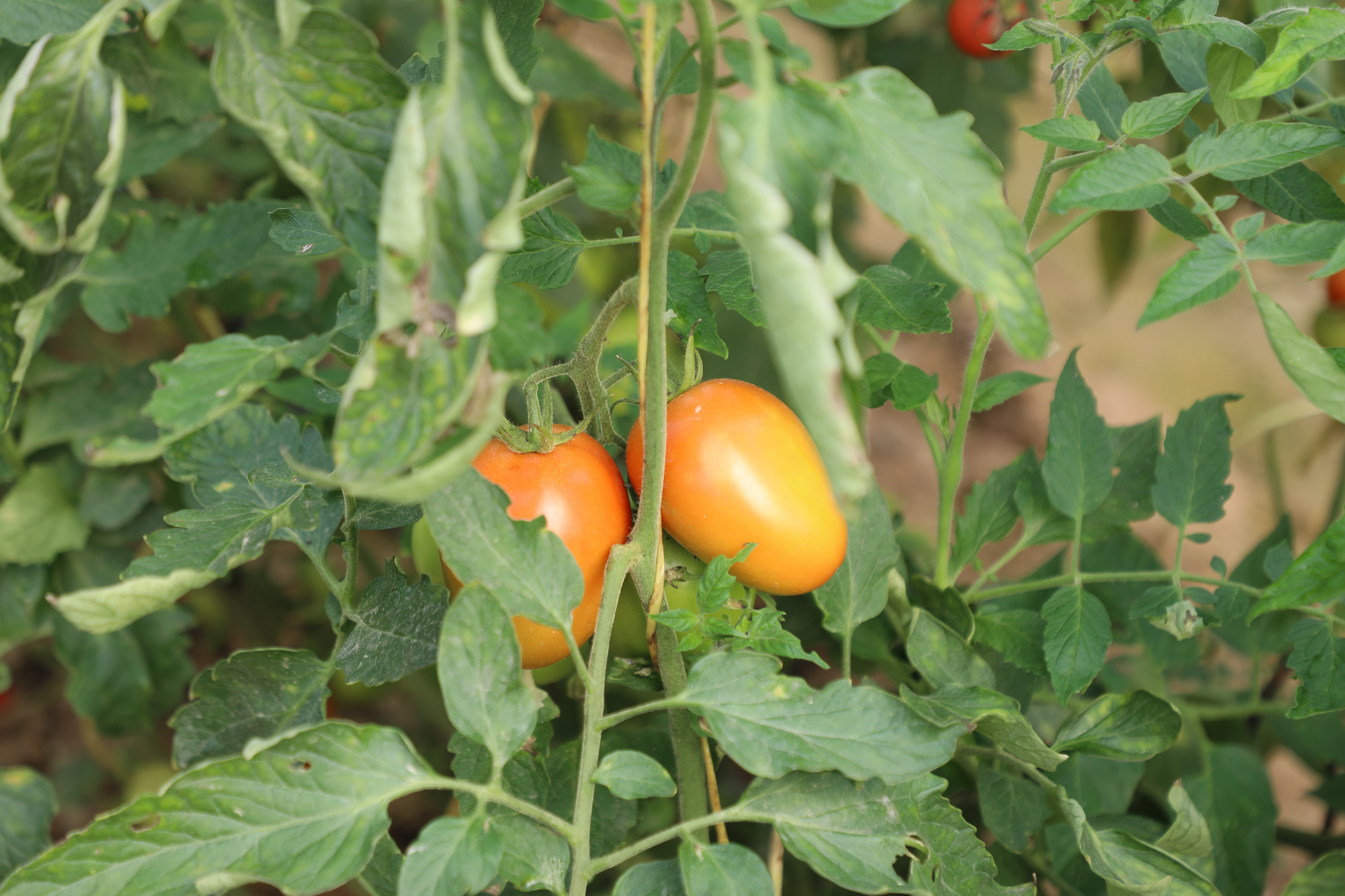 Greenhouses of tomatoes in capital of Laghman Province