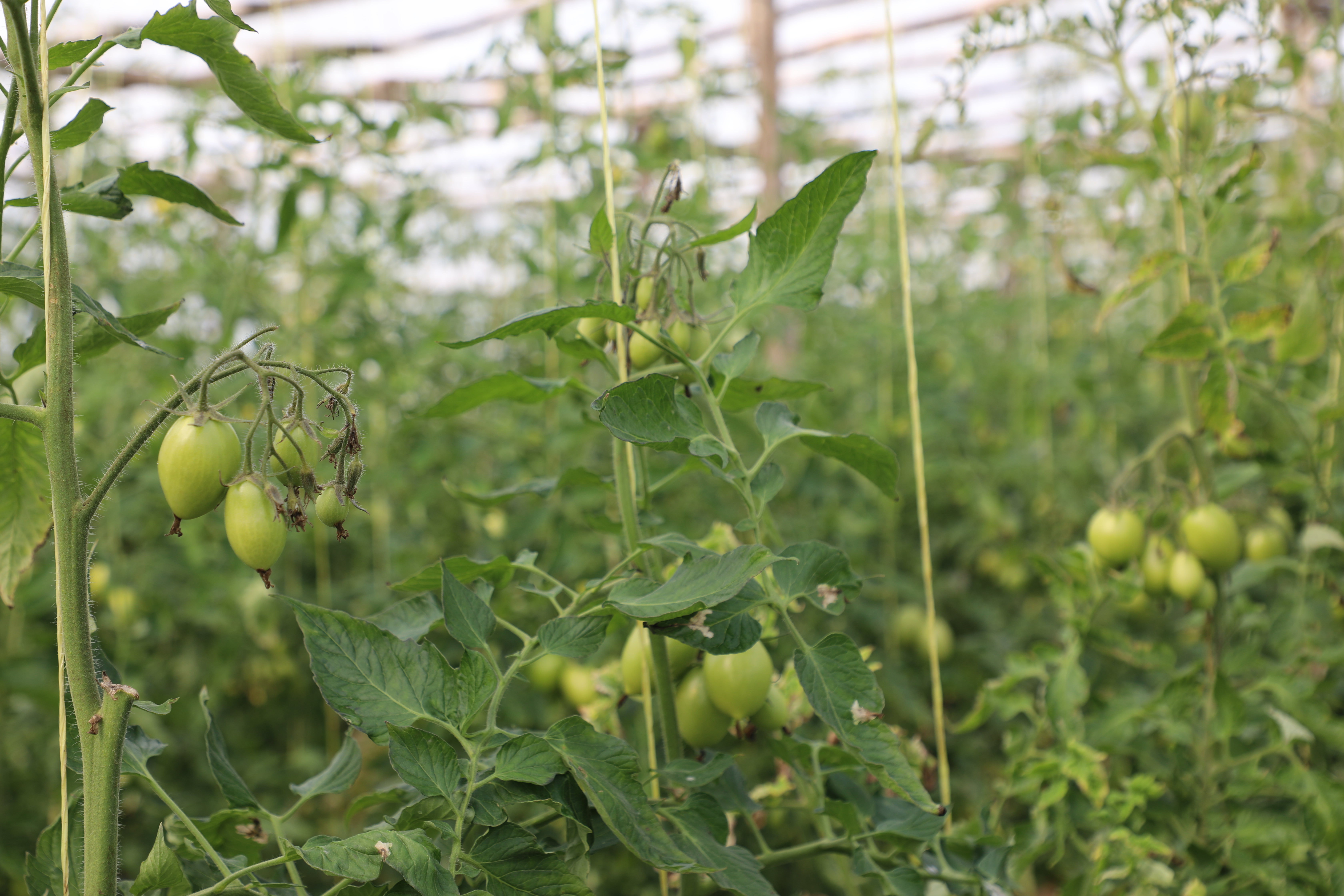 Greenhouses of tomatoes in capital of Laghman Province