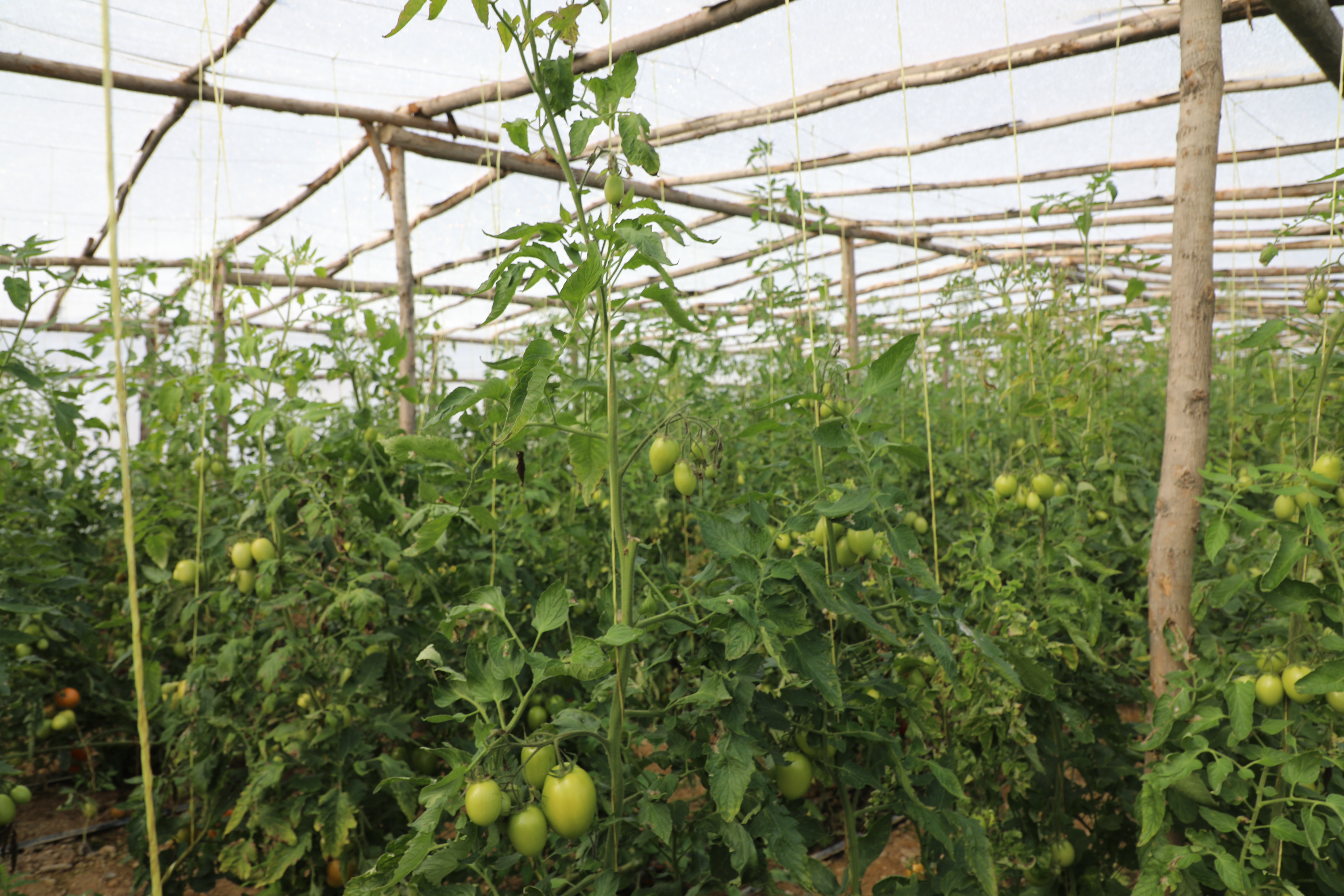 Greenhouses of tomatoes in capital of Laghman Province