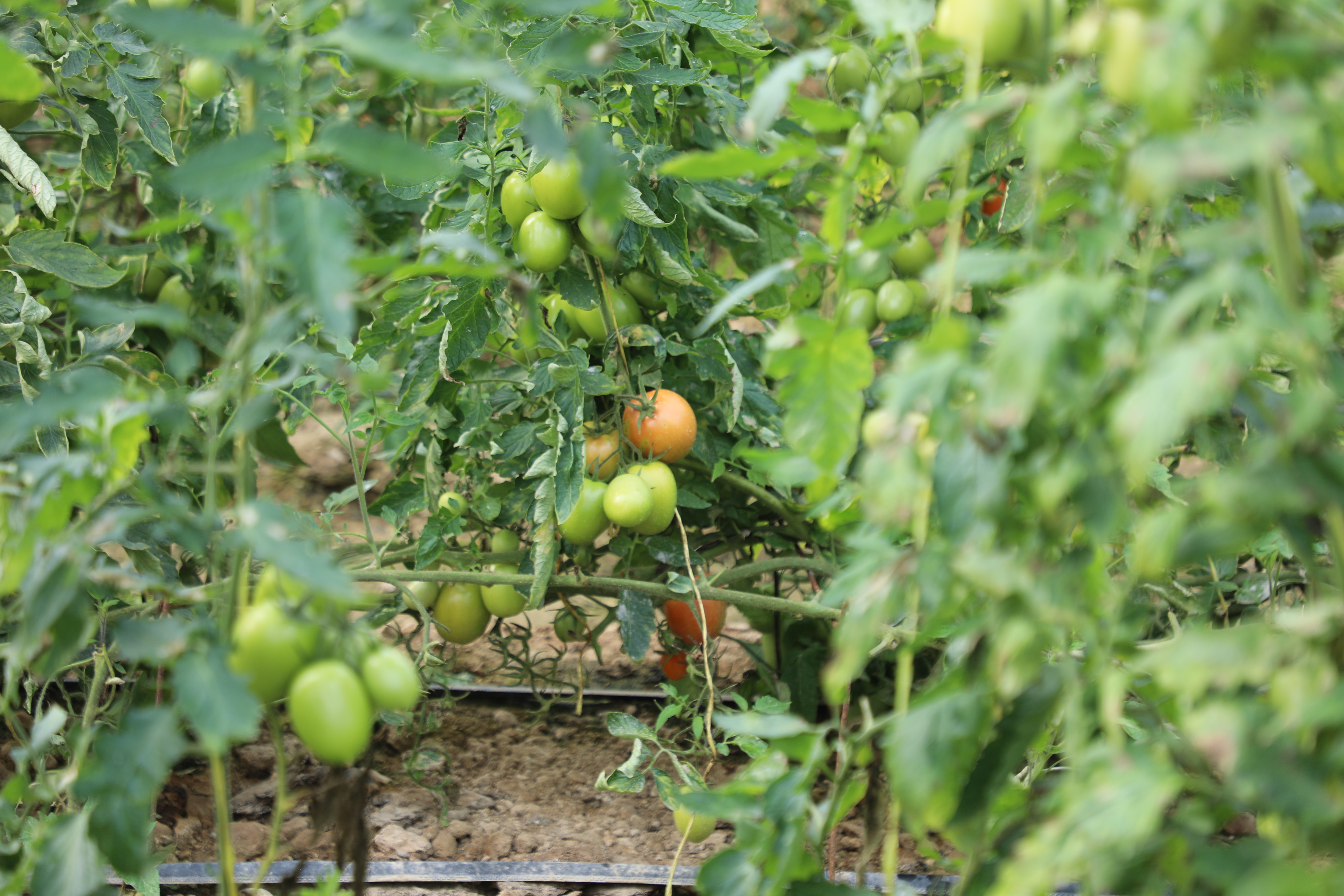 Greenhouses of tomatoes in capital of Laghman Province