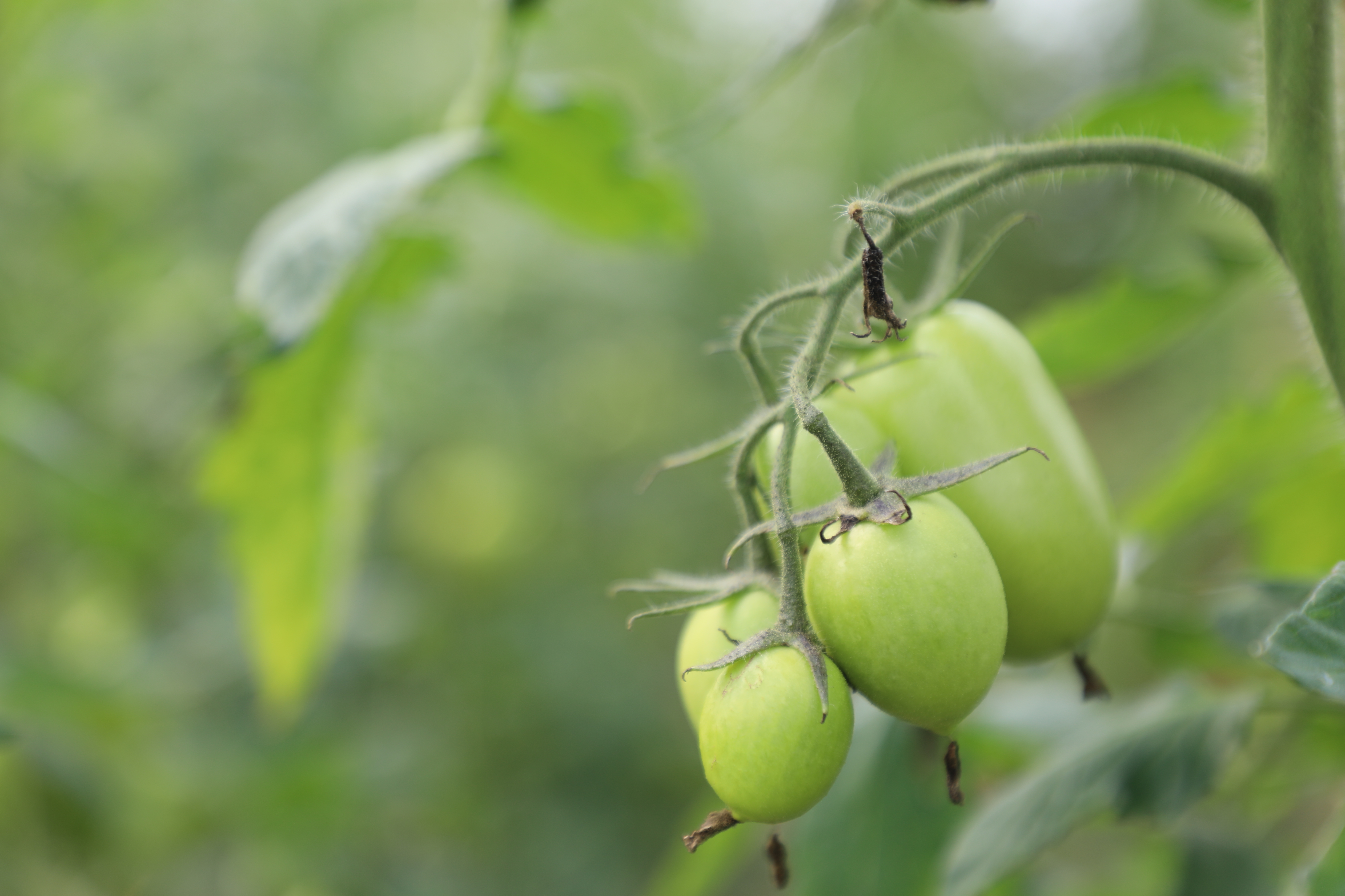 Greenhouses of tomatoes in capital of Laghman Province