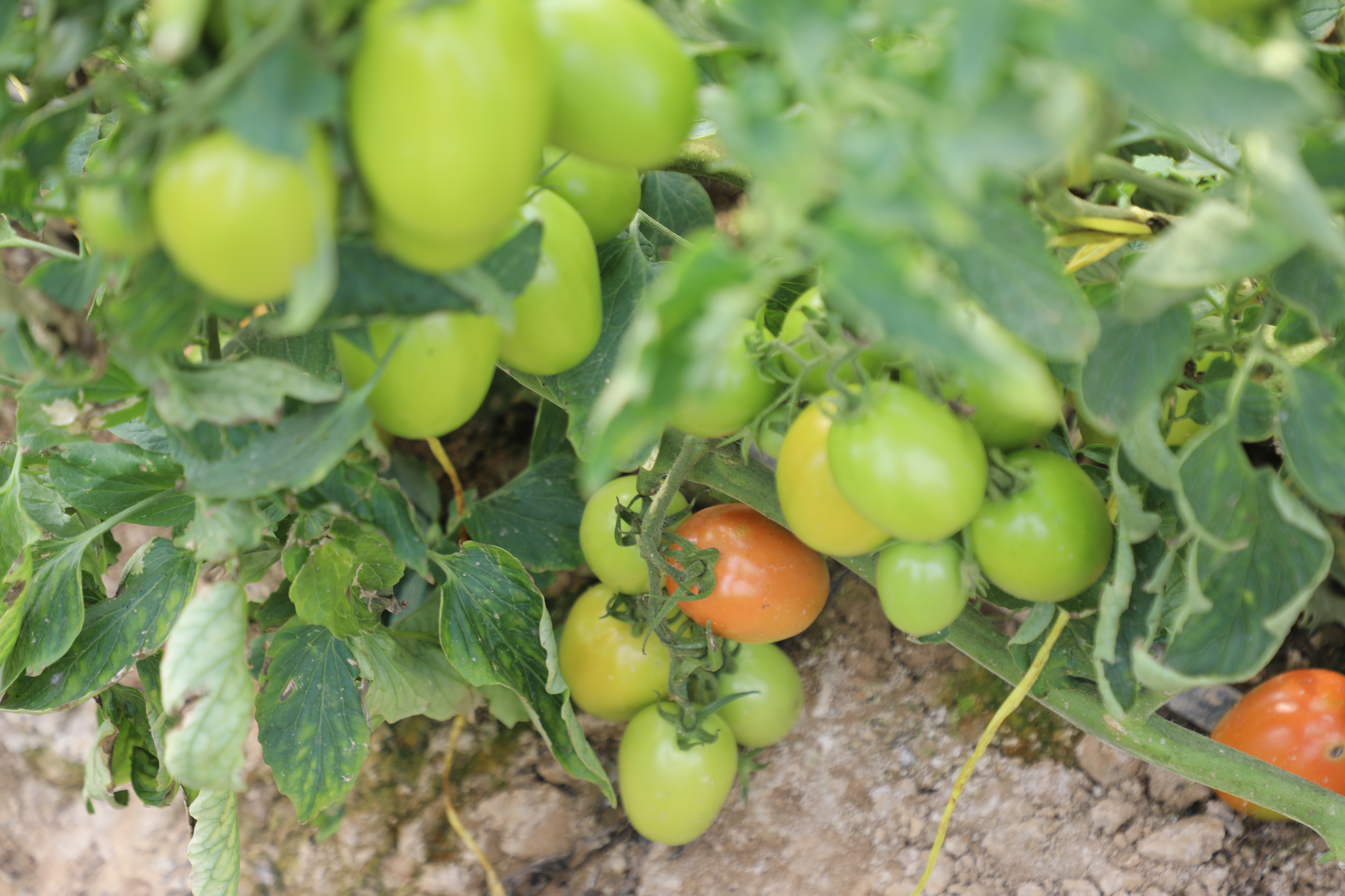 Greenhouses of tomatoes in capital of Laghman Province