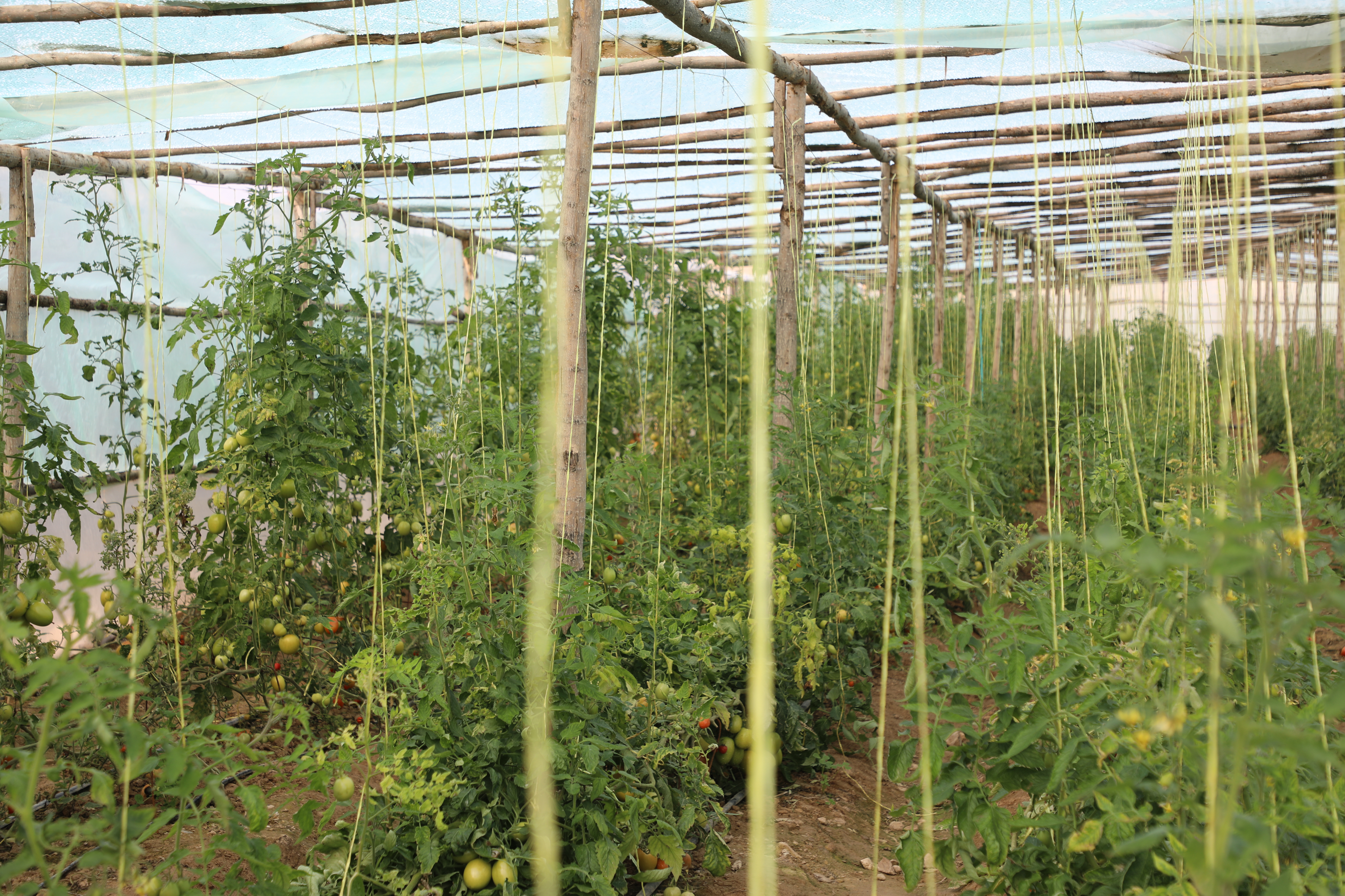 Greenhouses of tomatoes in capital of Laghman Province