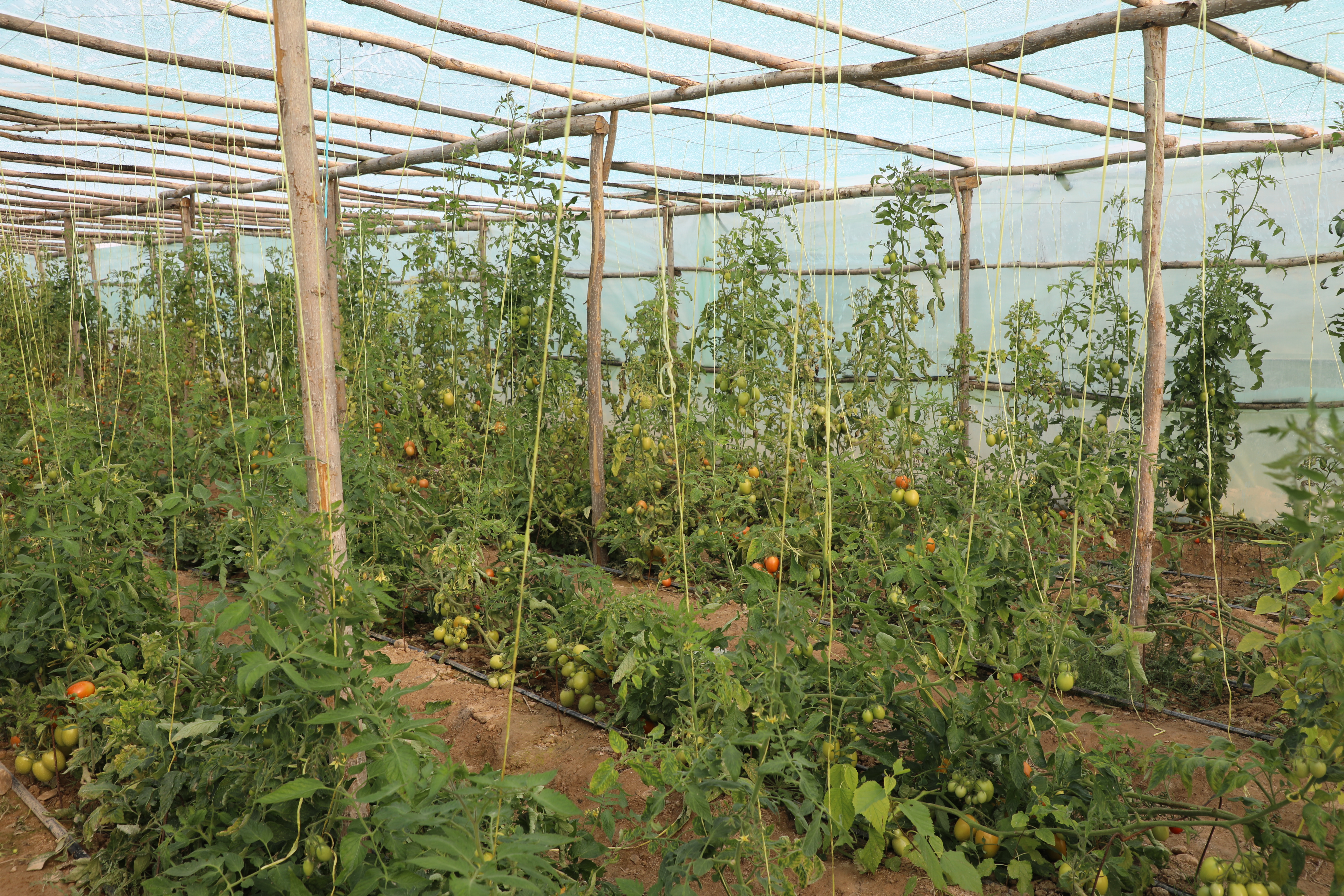 Greenhouses of tomatoes in capital of Laghman Province