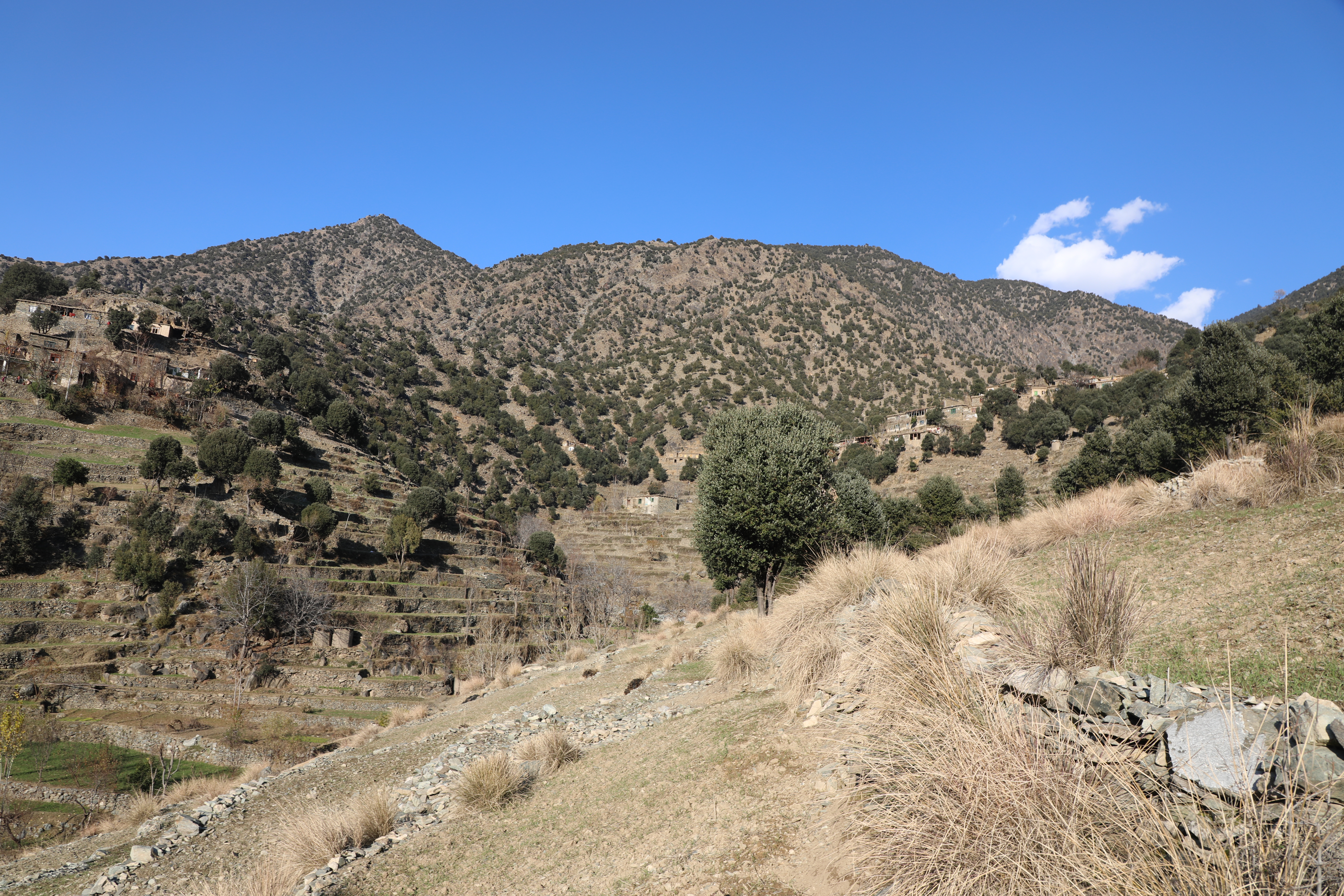 The forests of Kunar province narrated by picture.